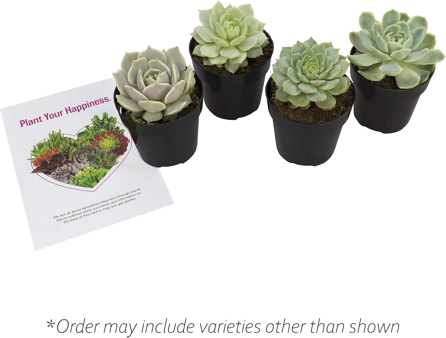 Altman Plants Live Succulent Plants 4-Pack, Echeveria Succulents Plants - Full Sun - 2.5-Inch Pots