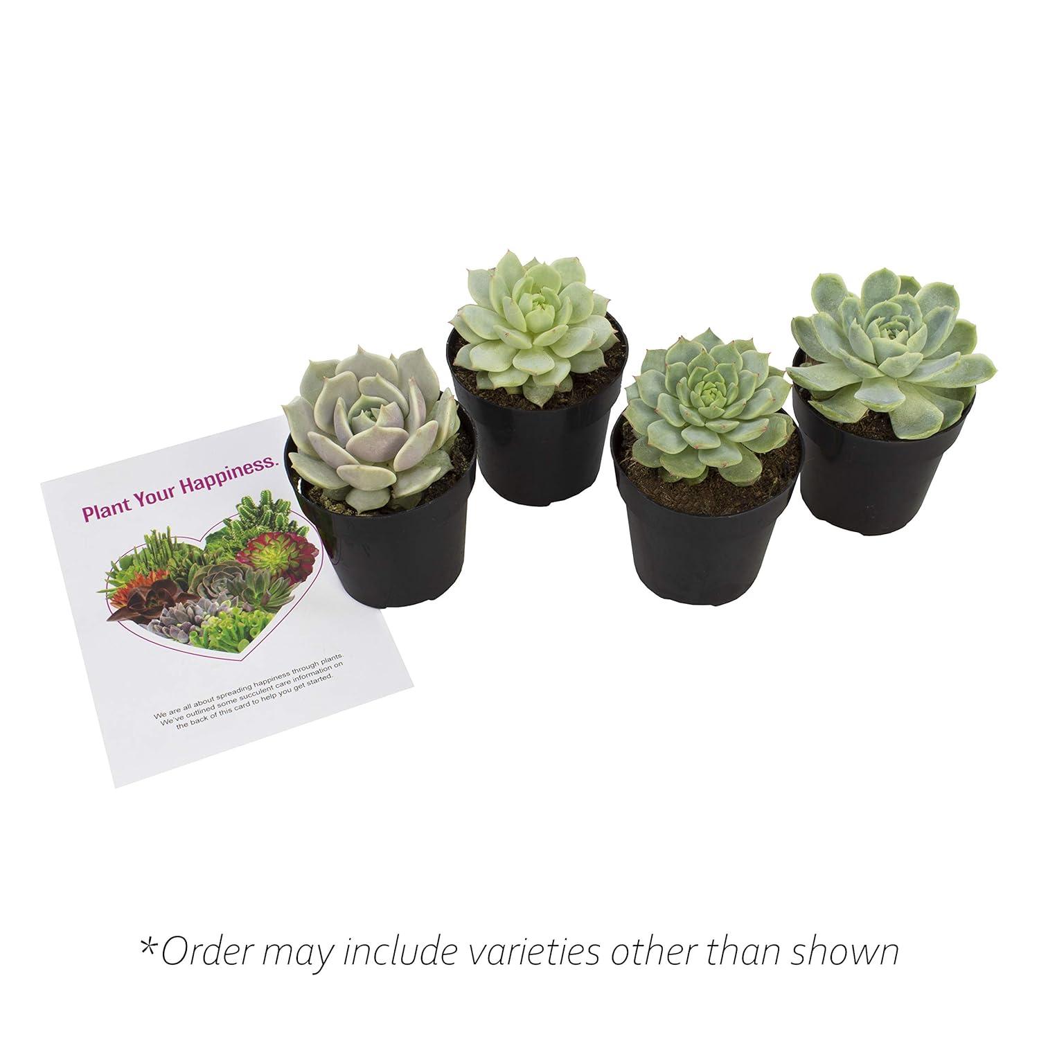 Altman Plants Live Succulent Plants 4-Pack, Echeveria Succulents Plants - Full Sun - 2.5-Inch Pots