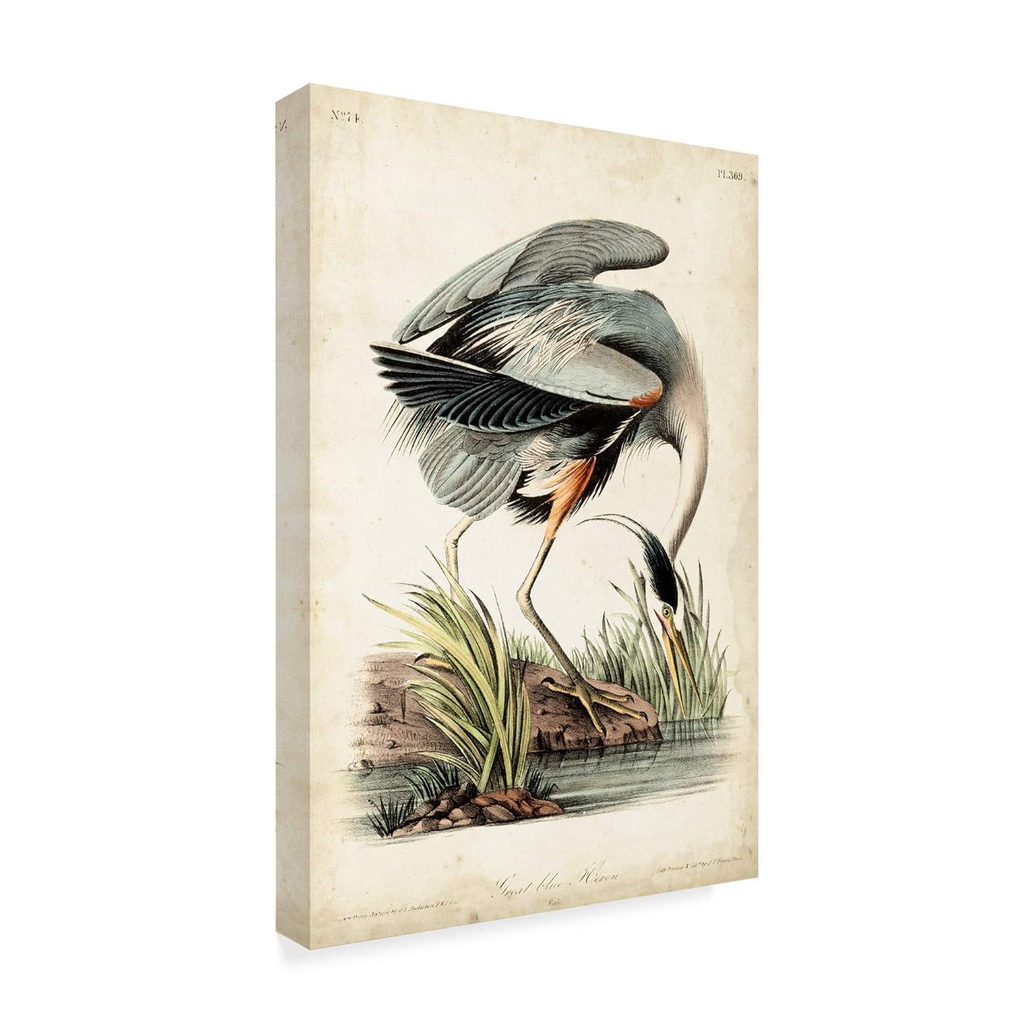 Art.com Great Blue Heron Art Print by John James Audubon, 16" x 24"