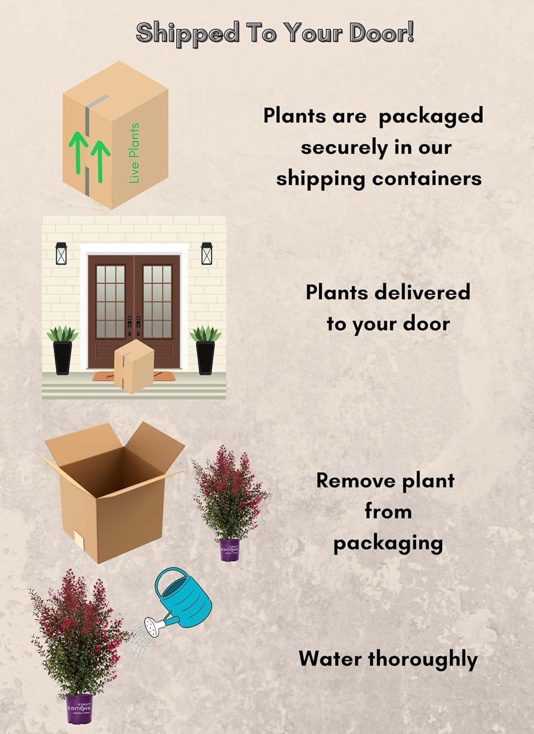 First Editions Crape Myrtle Ruffled Red Magic Live Shrub (2 Gallon)