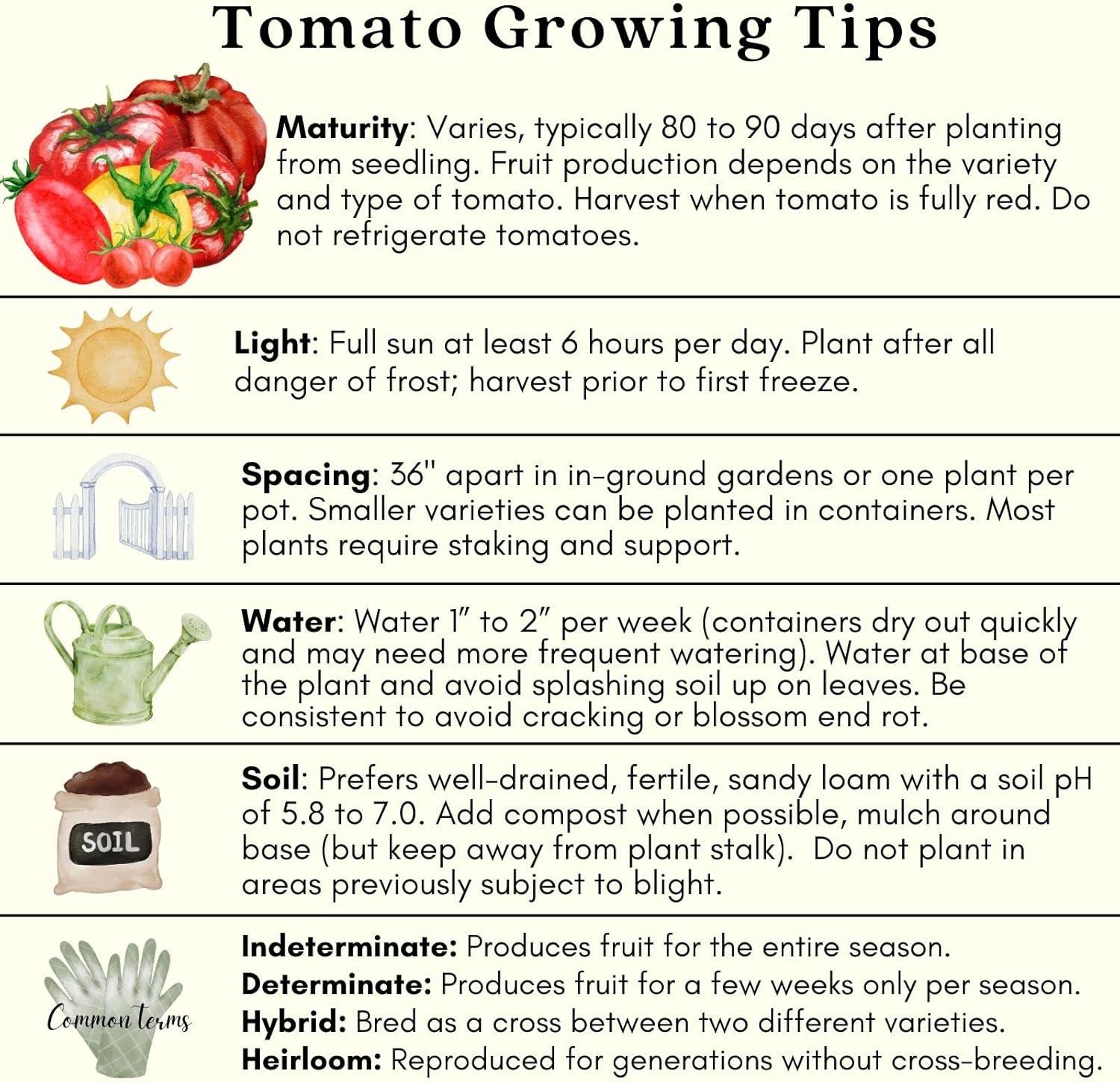 Clovers Whopper Tomato Plants – Two (2) Live Plants – Non-GMO - Not Seeds - Each 4" to 8" Tall – in 4" Inch Pots – Globe, Indeterminate