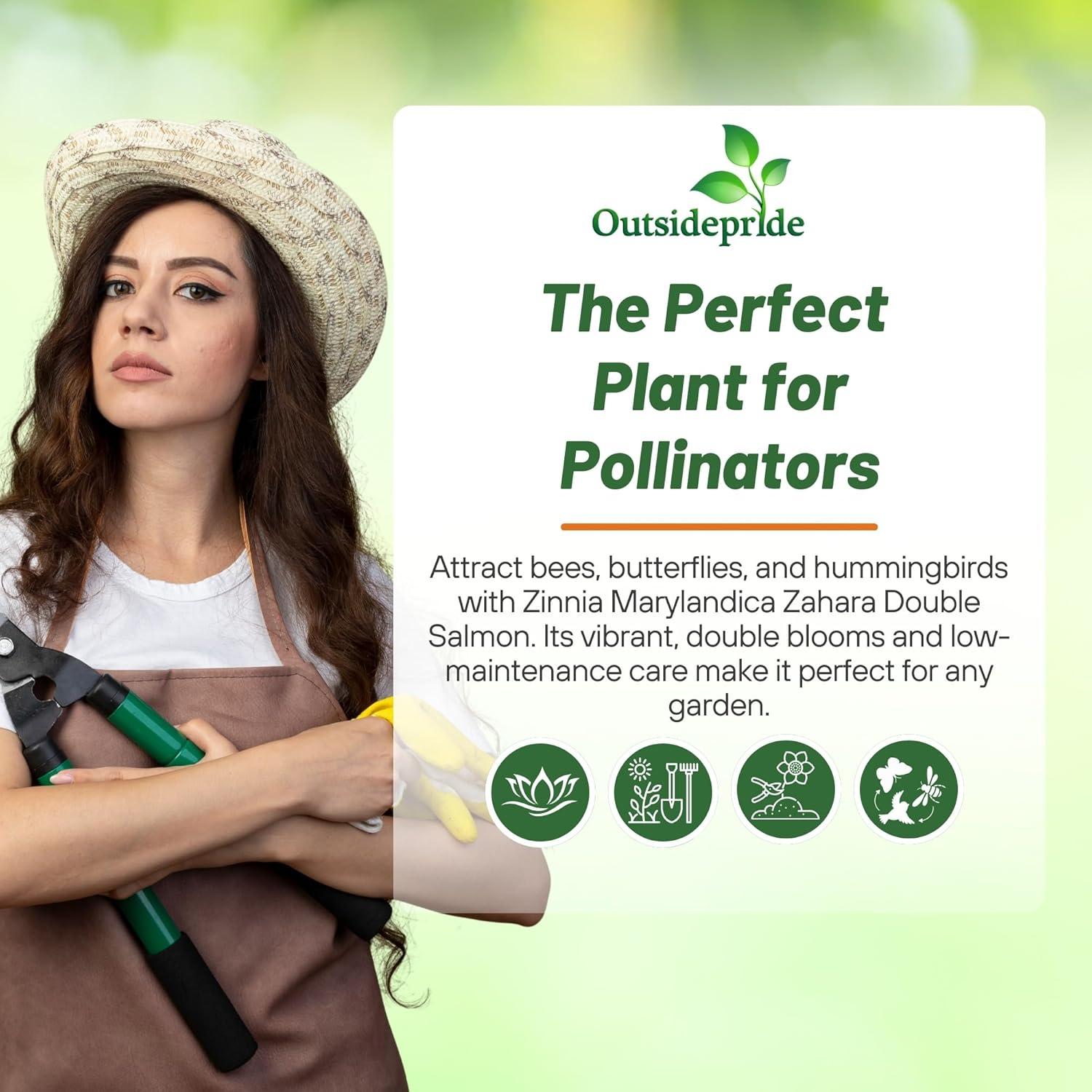 Zahara Double Salmon Zinnia Seeds for Vibrant Outdoor Gardens