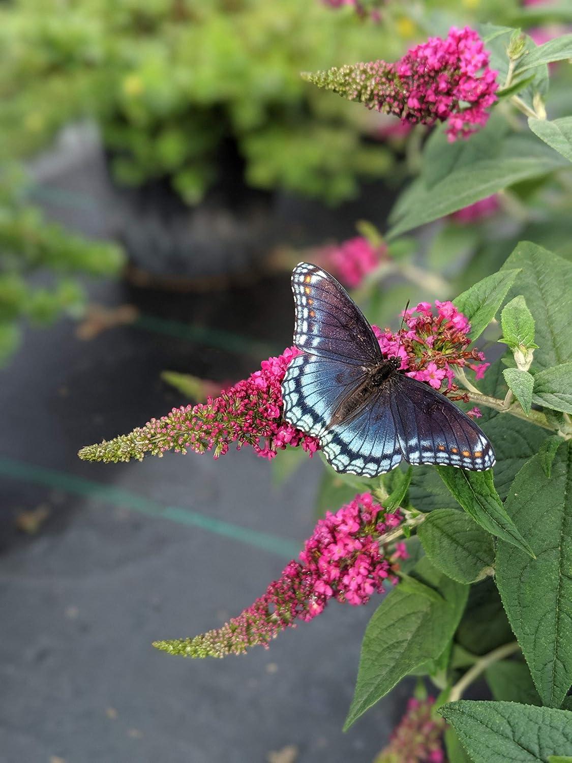 4.5 in. Ruby Chip Butterfly Bush with Magenta-Ruby Flowers