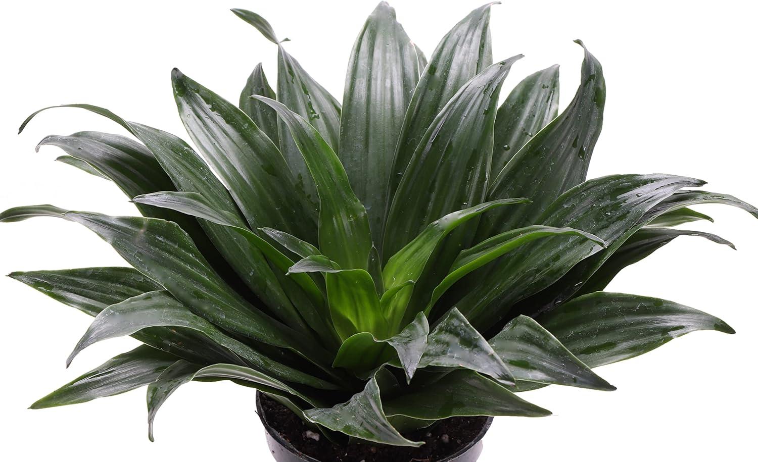 Thorsen's Greenhouse Live Low Light Houseplant Set of 3