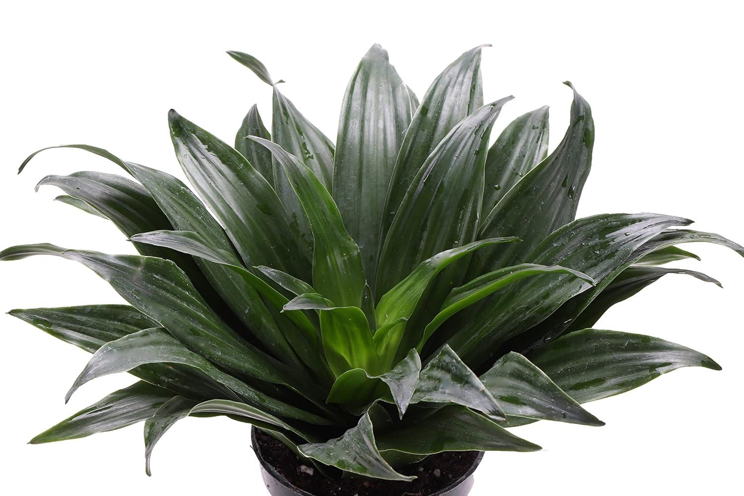 Thorsen's Greenhouse Live Low Light Houseplant Set of 3