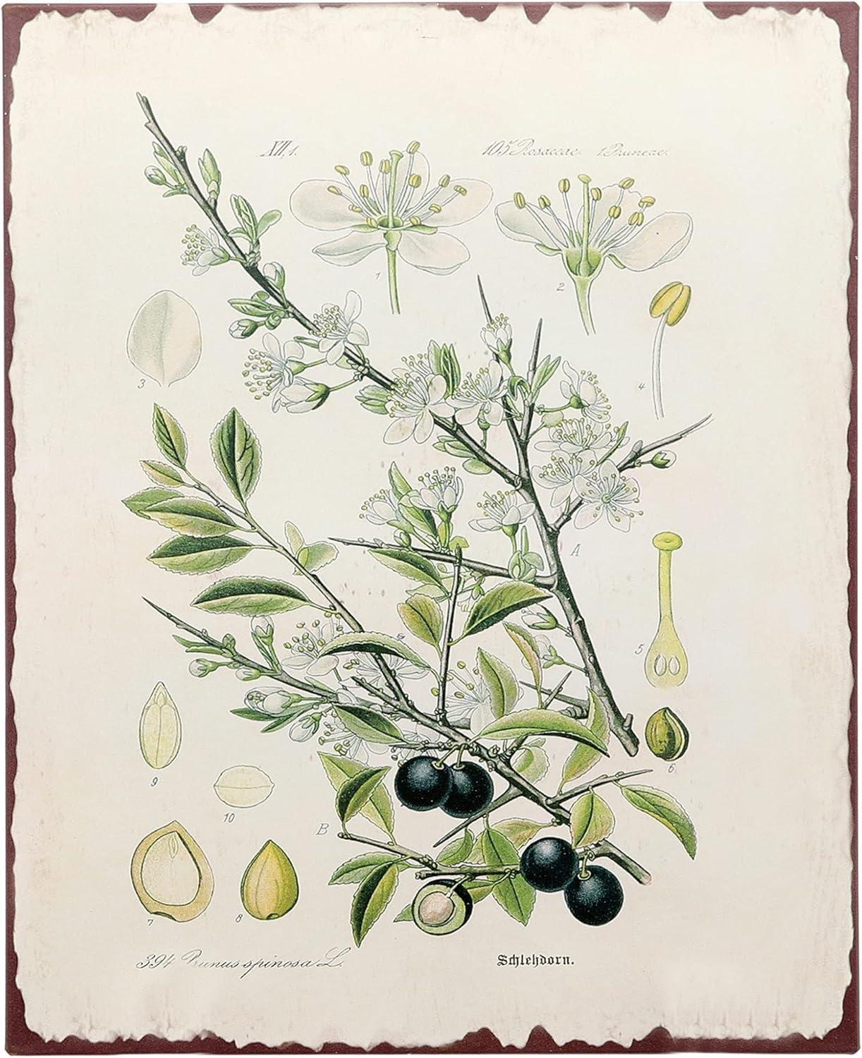 Barnyard Designs Botanical Blackthorn Tree Print Wall Art Metal Tin Sign Primitive Country Farmhouse Home Decor, 10" x 13"