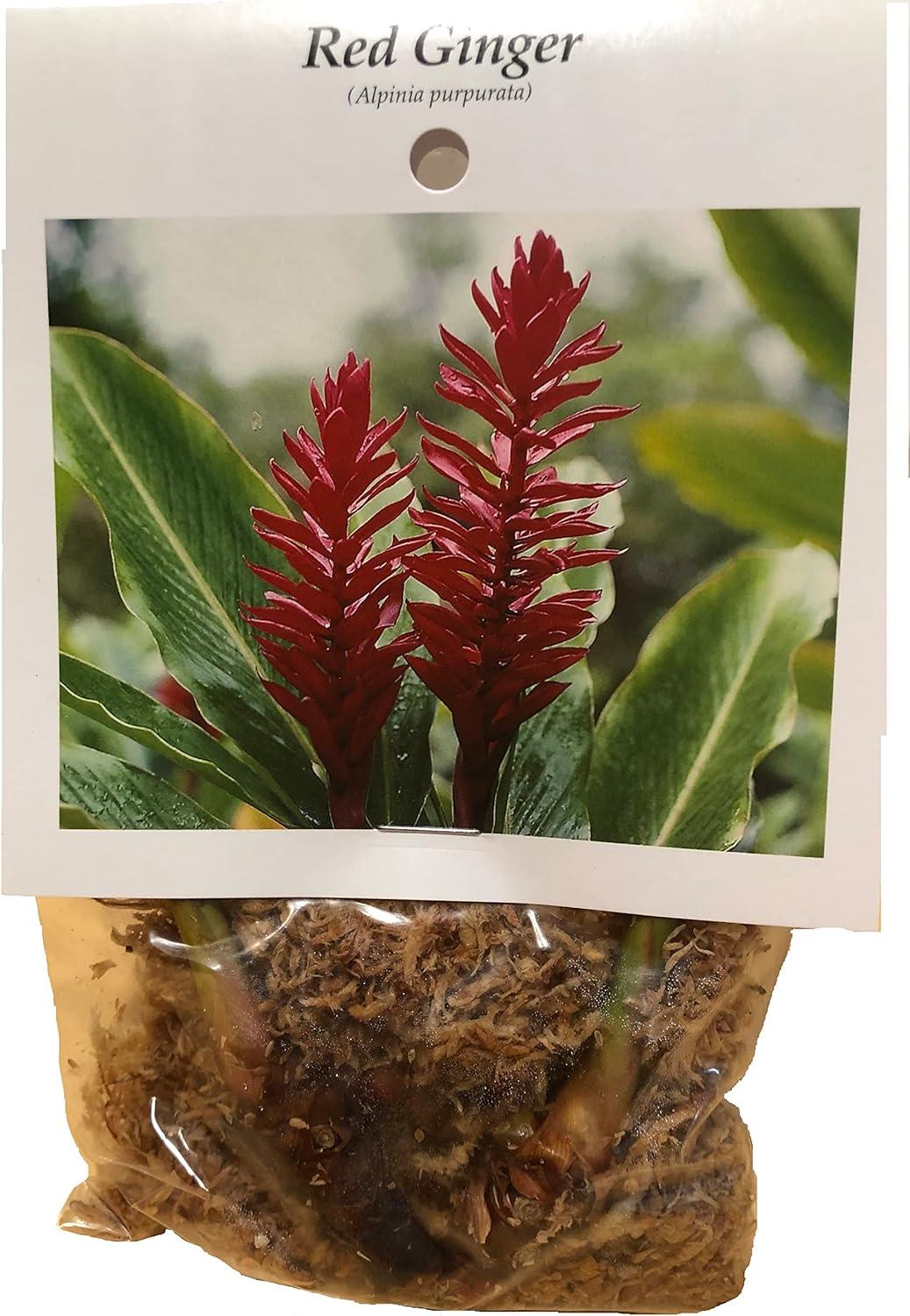 Red Alpinia Purpurata Ginger Plant Bulb 1 PK (2 Roots Each 2"-4" Long) Shade & Sun