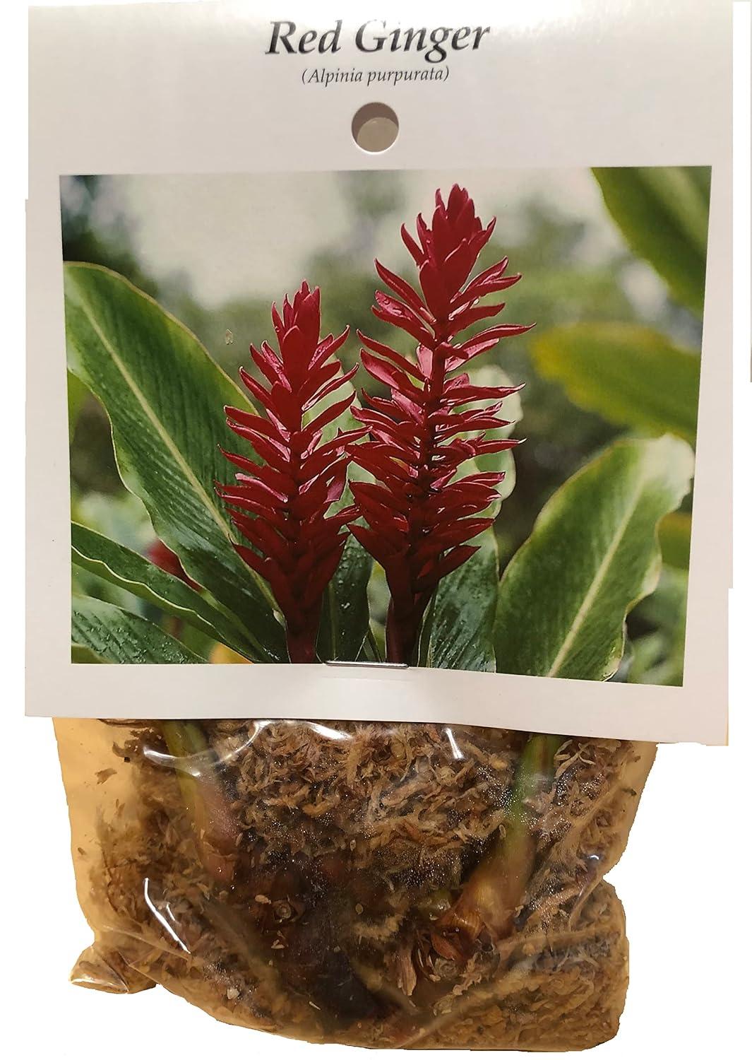 Red Alpinia Purpurata Ginger Plant Bulb 1 PK (2 Roots Each 2"-4" Long) Shade & Sun