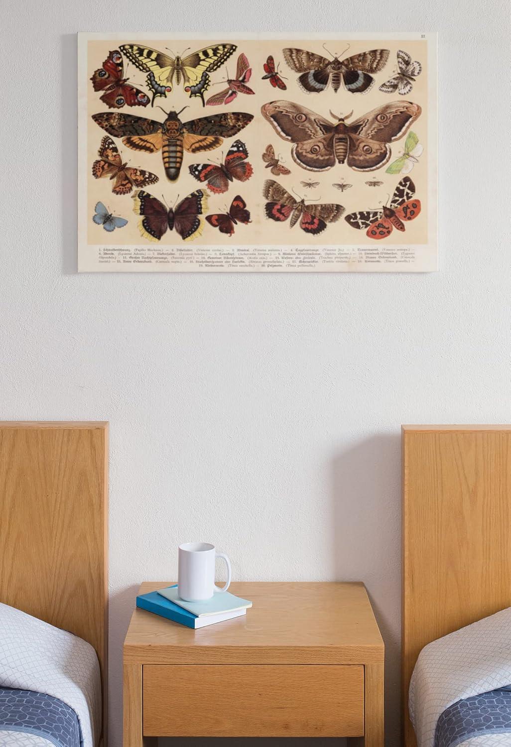 Moths and Butterflies 1888 Vintage Illustration Insect Wall Art of Moths and Butterflies butterfly Illustrations Insect Moth Cool Wall Art Print Poster 18x12