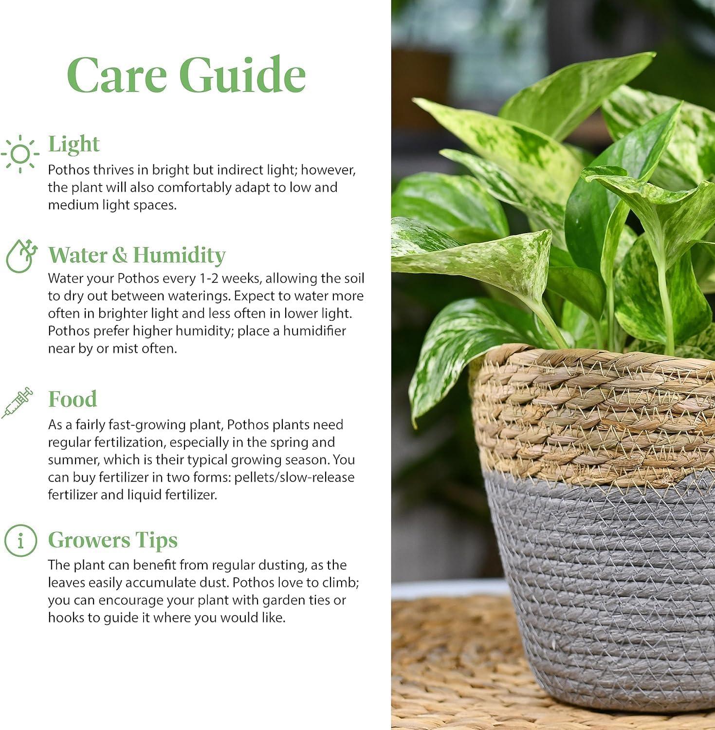 American Plant Exchange American Plant Exchange Silver Satin Pothos Hanging Basket, 8-Inch Pot, Exotic Live Plant, Vining Houseplant Perfect to Hang on Any Hook!