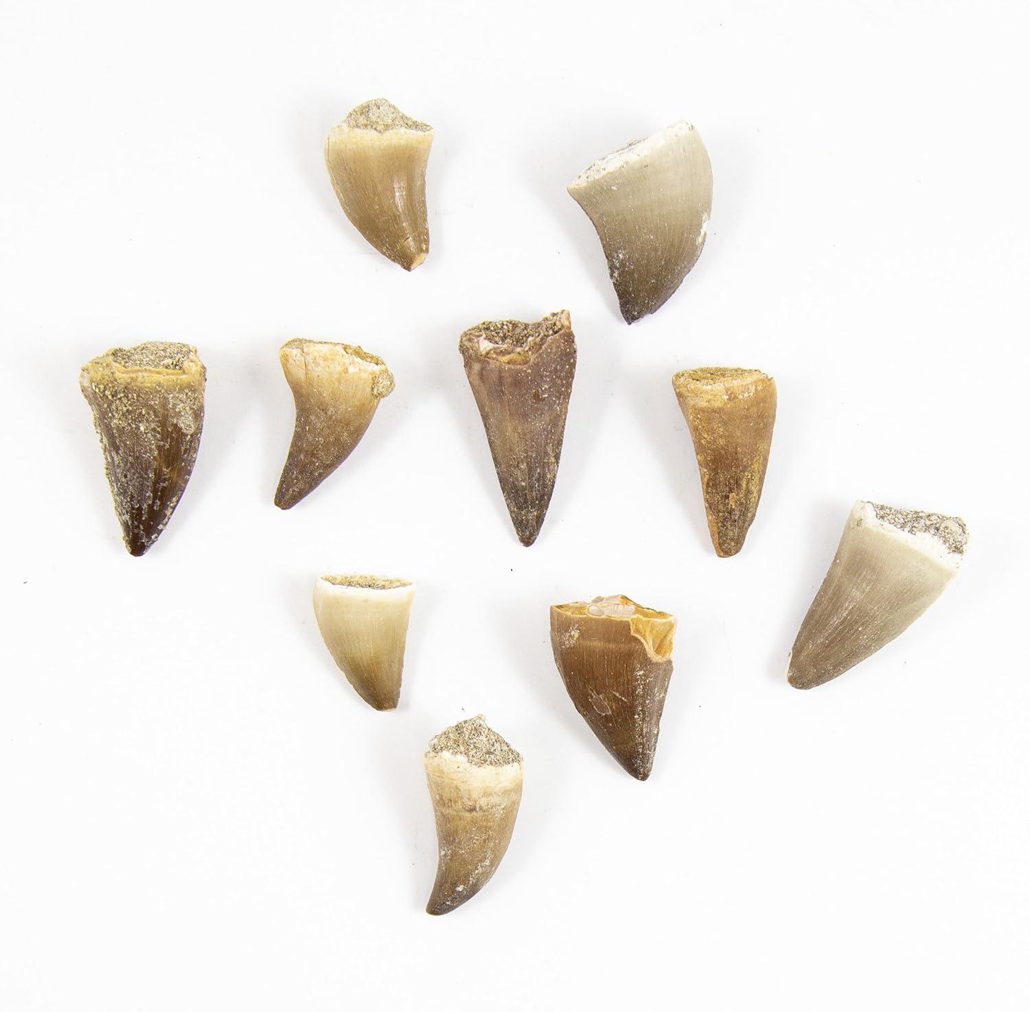 Museum Quality Mosasaurus Teeth - Genuine Mosasaur Dinosaur Tooth from The Late Cretaceous Period - A-Grade Dinosaur Fossils (Set of 10)