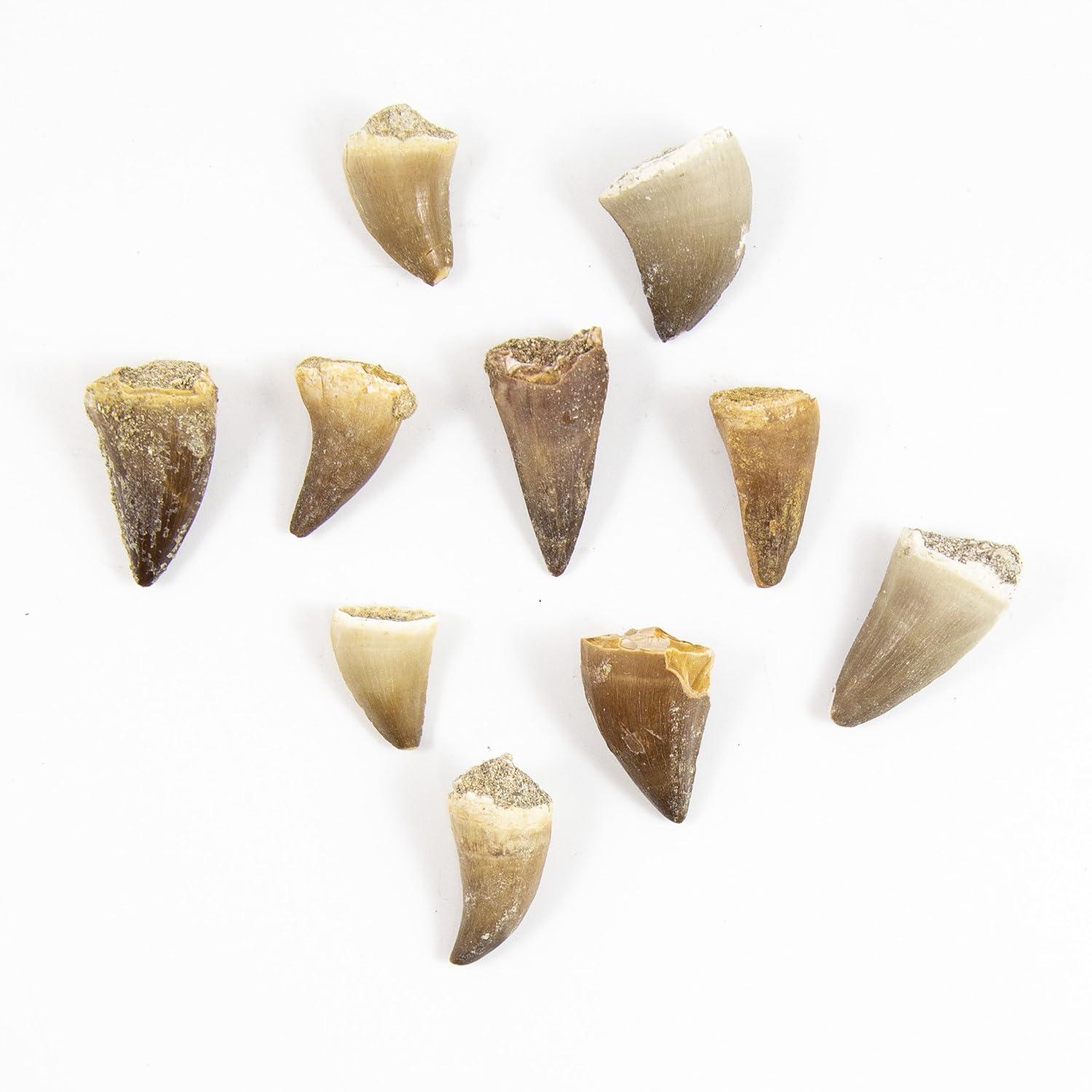 Museum Quality Mosasaurus Teeth - Genuine Mosasaur Dinosaur Tooth from The Late Cretaceous Period - A-Grade Dinosaur Fossils (Set of 10)