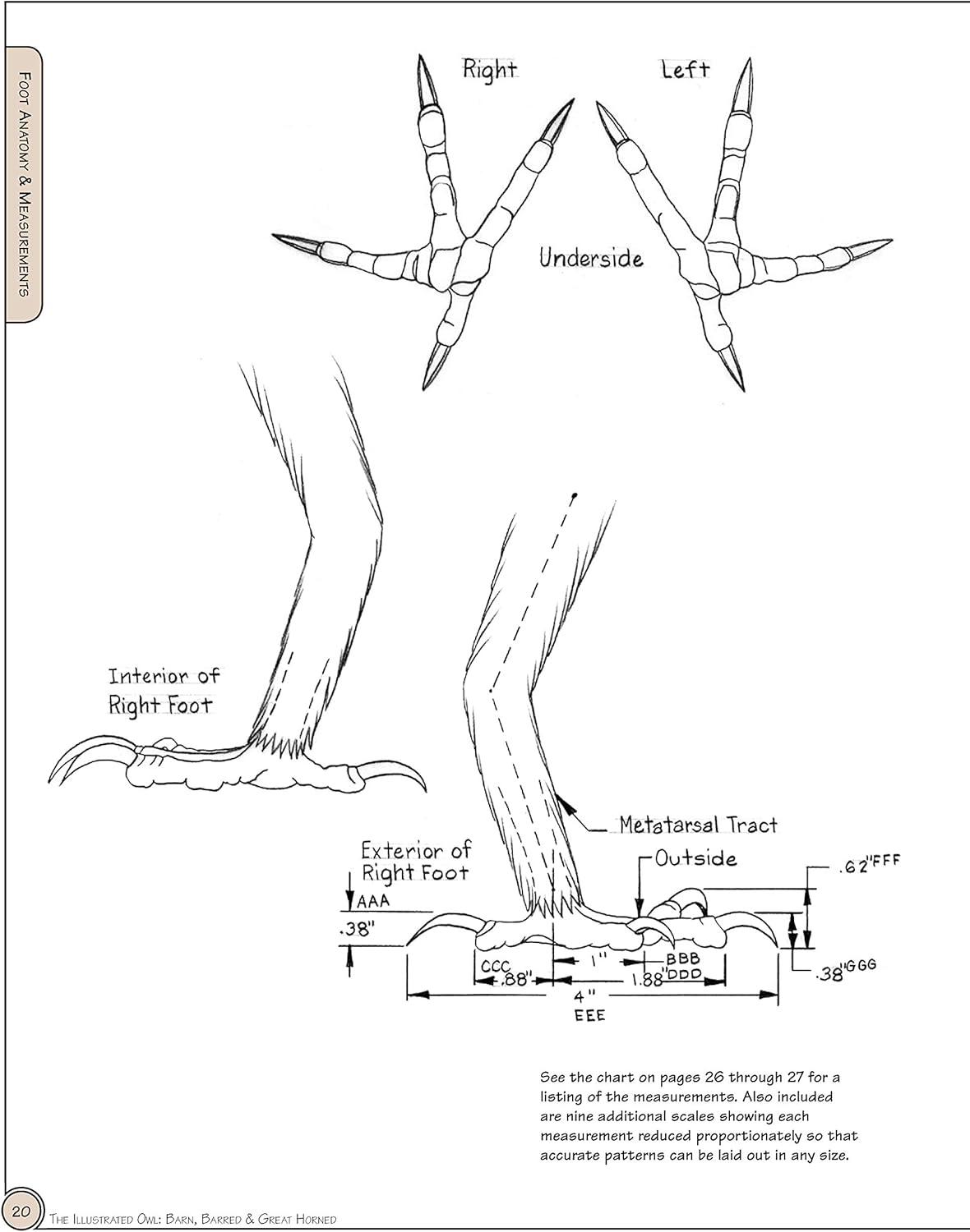 Illustrated Owl Reference Guide for Bird Lovers and Artists