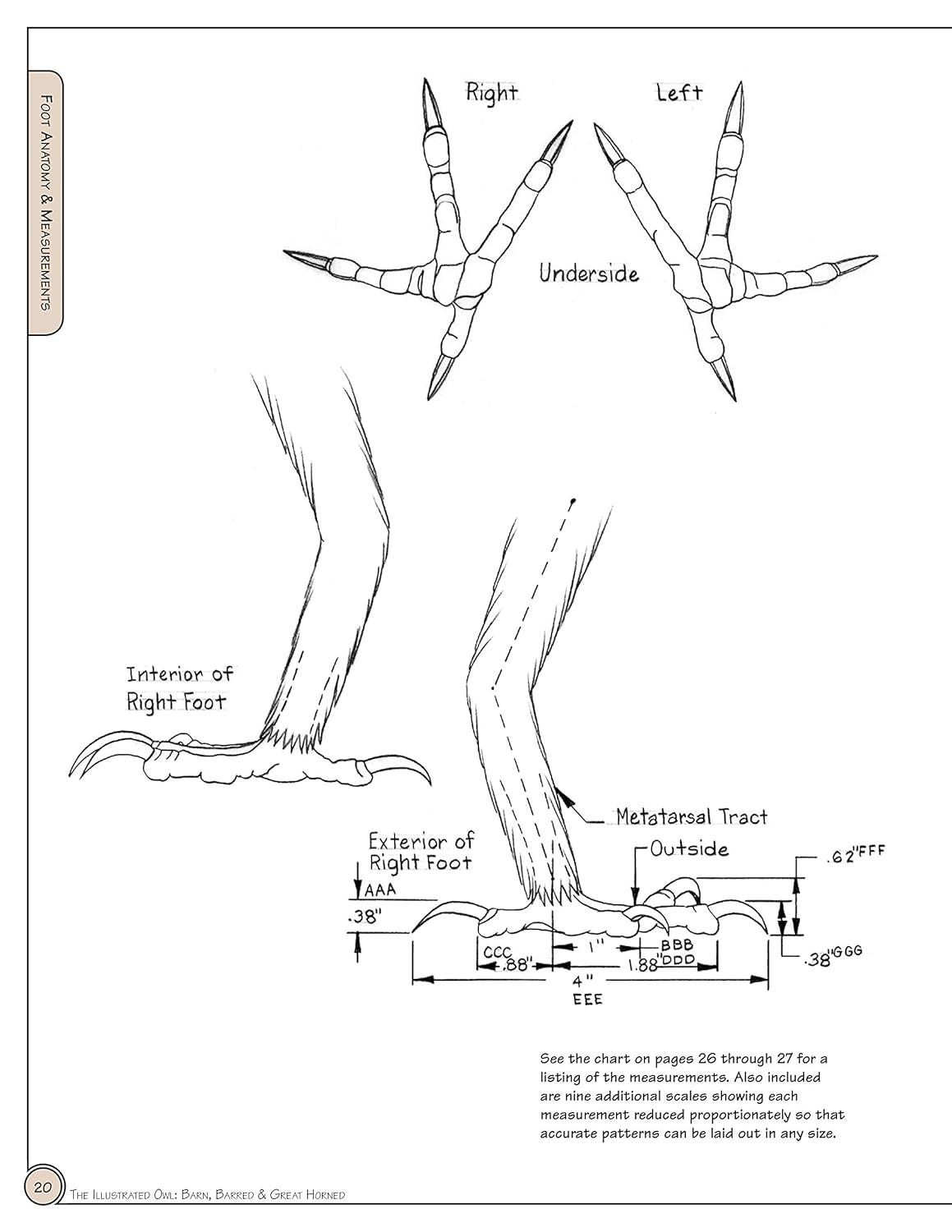 Illustrated Owl Reference Guide for Bird Lovers and Artists