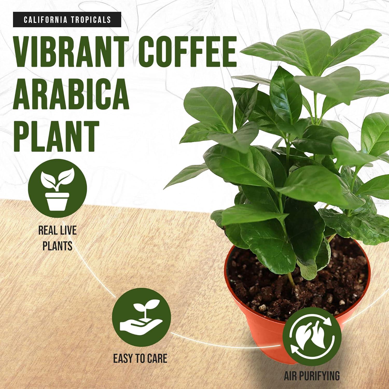 Arabica Coffee Plant in 4'' Pot for Indoor and Outdoor Use