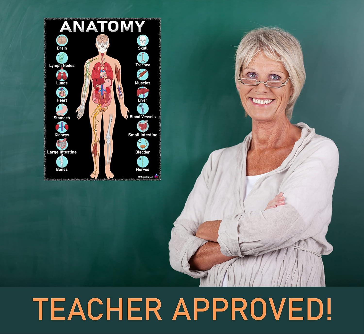 Human Anatomy & Body Systems Laminated Posters - 14x19.5, Science Educational Charts & Classroom Decorations, Back to School Supplies, Learning Posters for Biology Class, STEM & STEAM