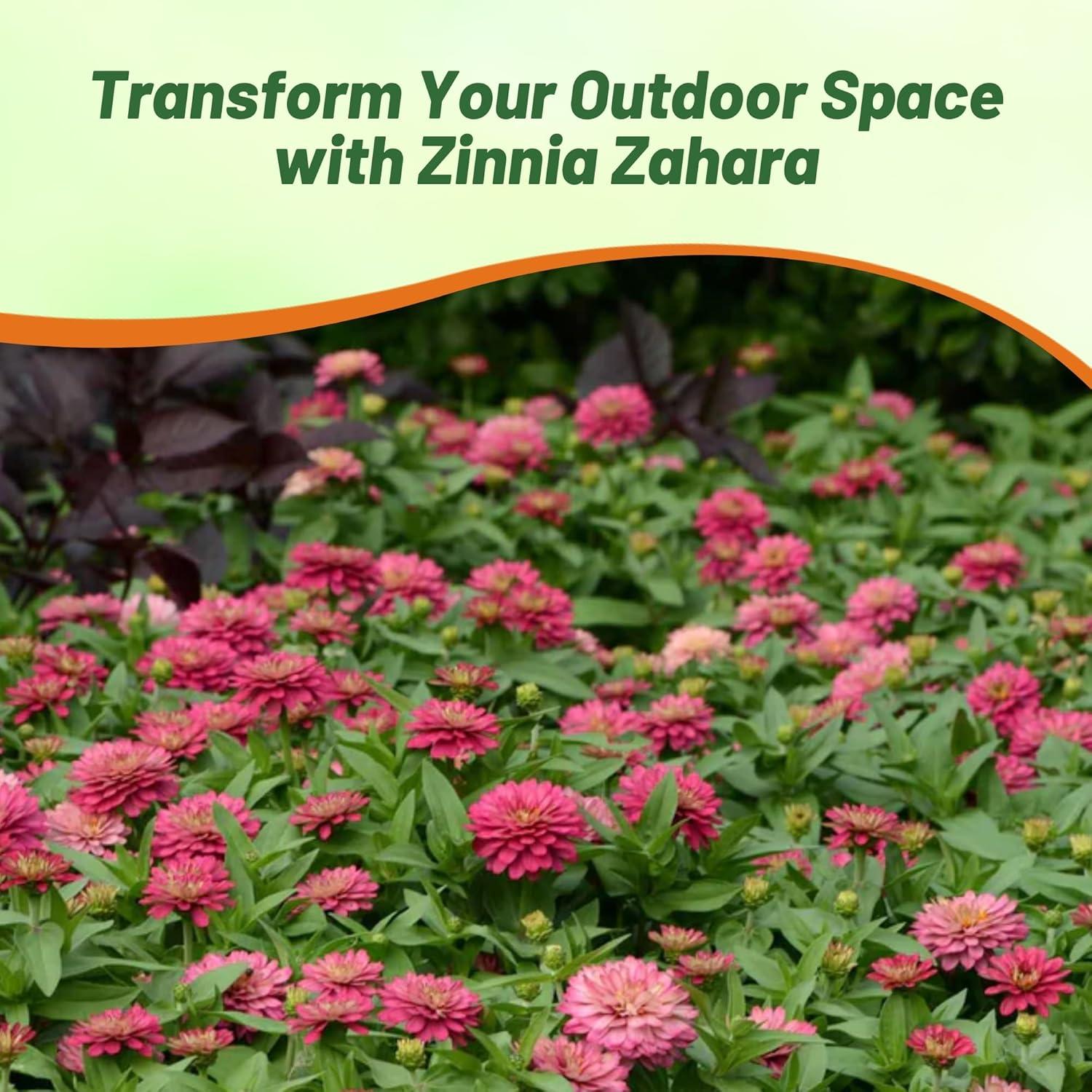Zahara Double Salmon Zinnia Seeds for Vibrant Outdoor Gardens