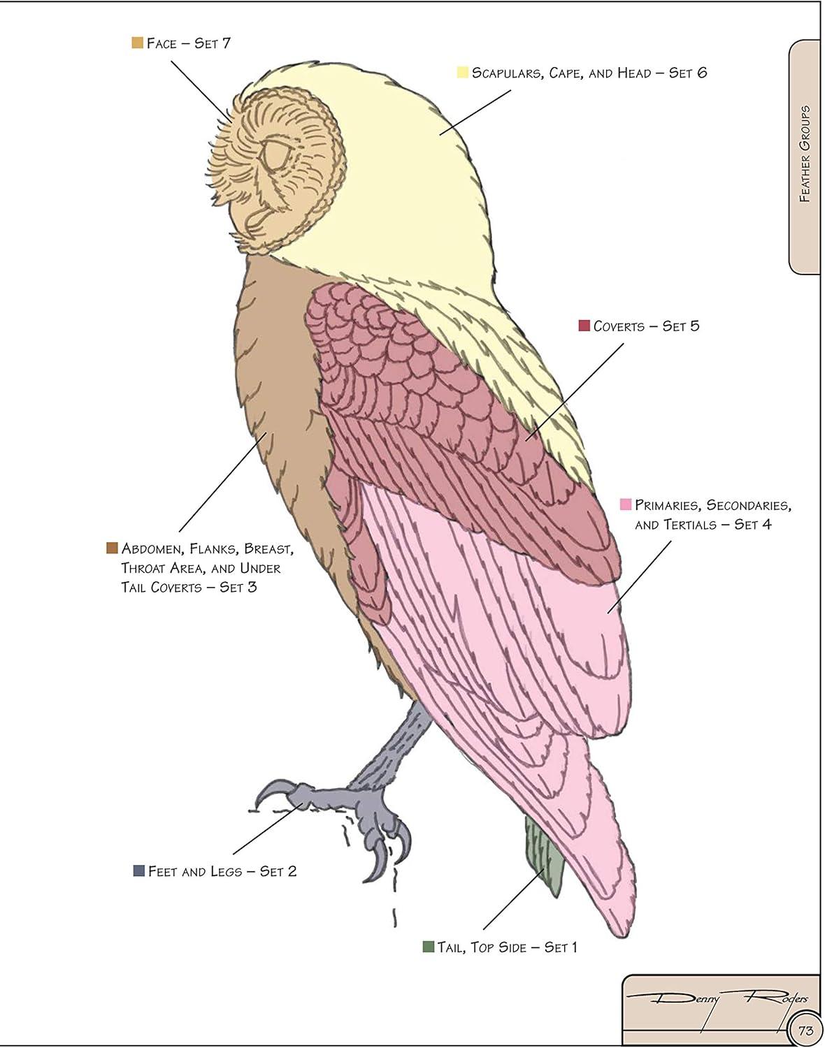 Illustrated Owl Reference Guide for Bird Lovers and Artists