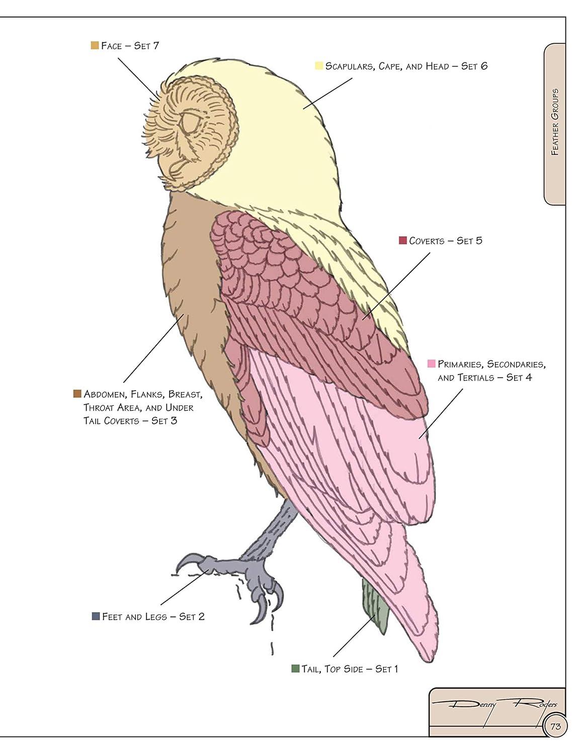 Illustrated Owl Reference Guide for Bird Lovers and Artists