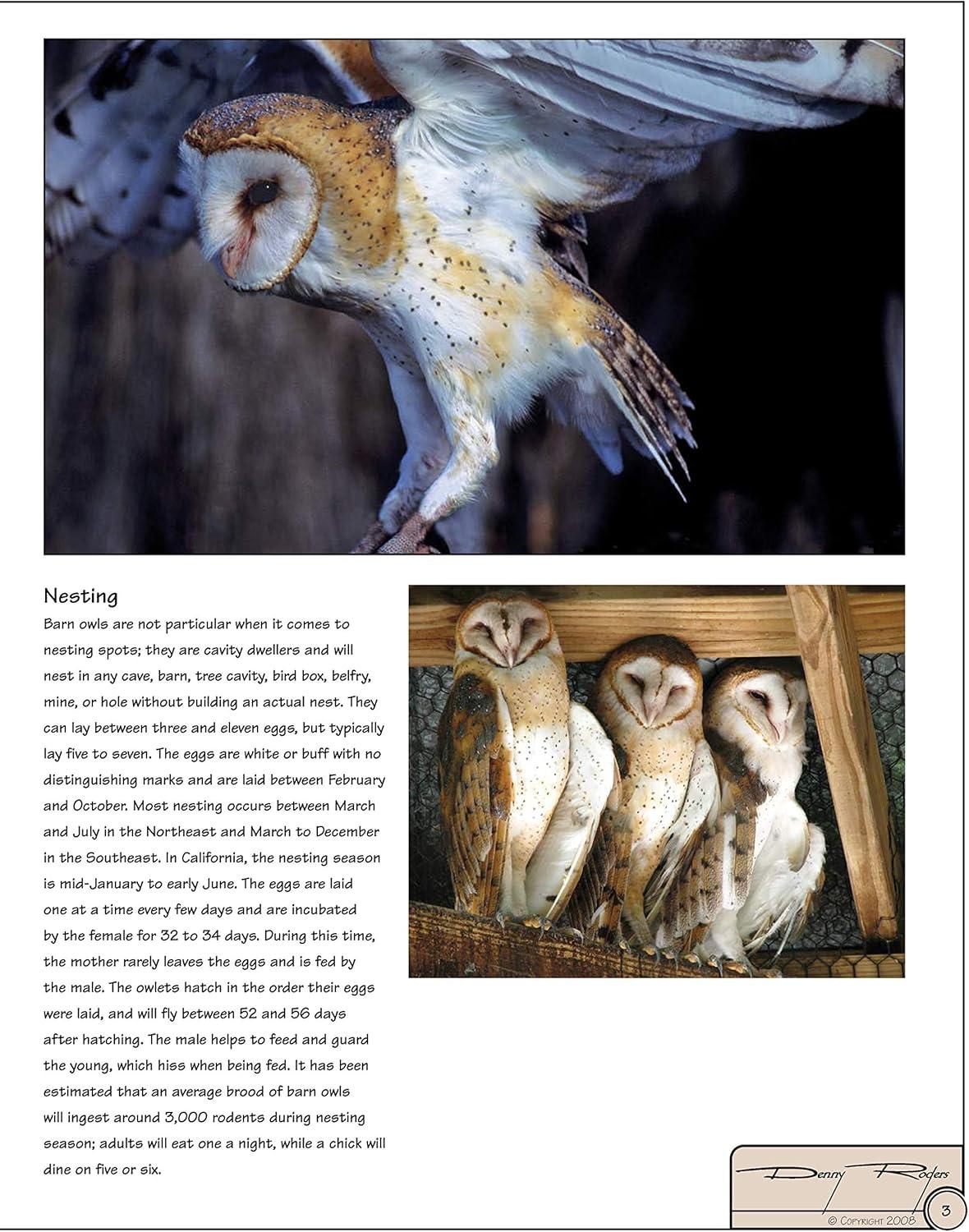 Illustrated Owl Reference Guide for Bird Lovers and Artists