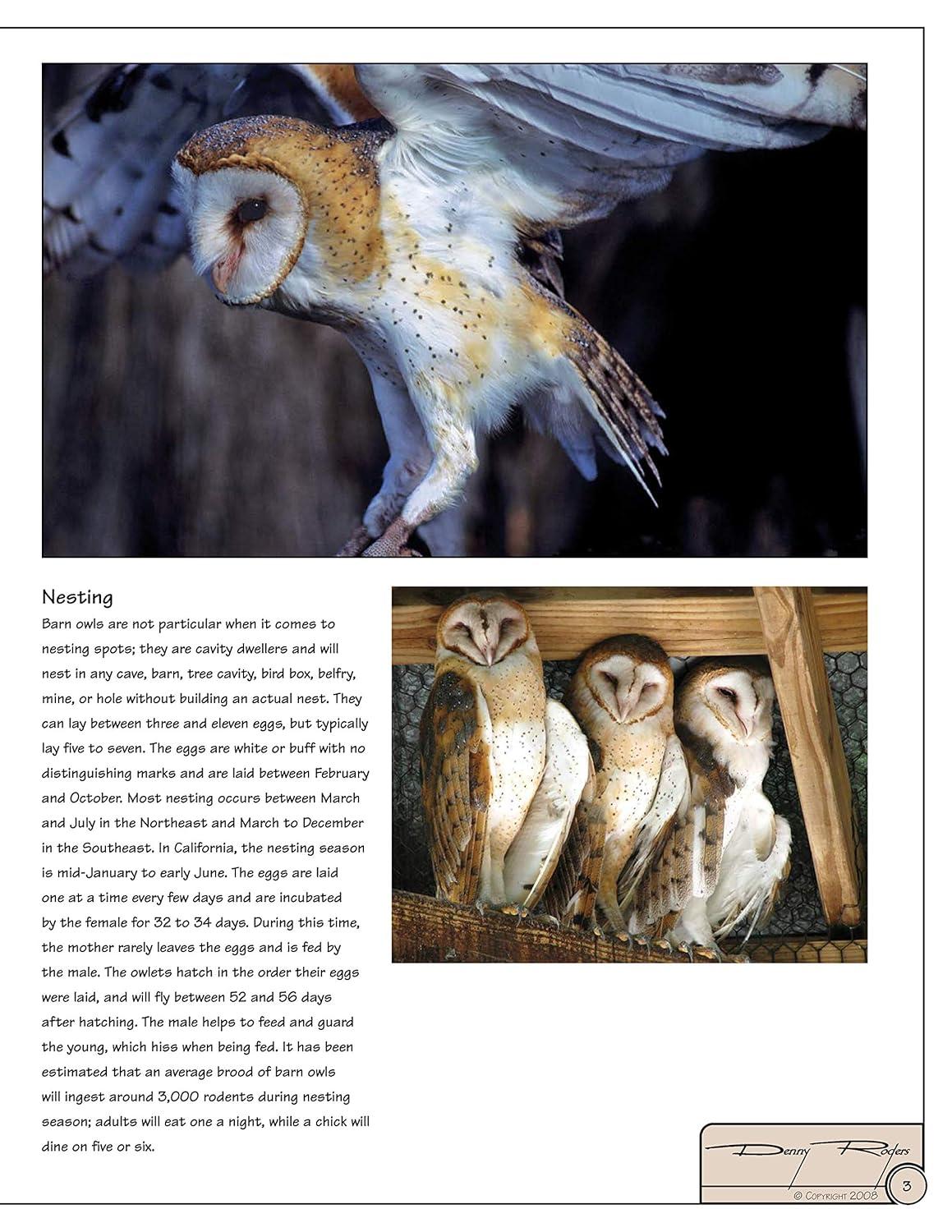 Illustrated Owl Reference Guide for Bird Lovers and Artists