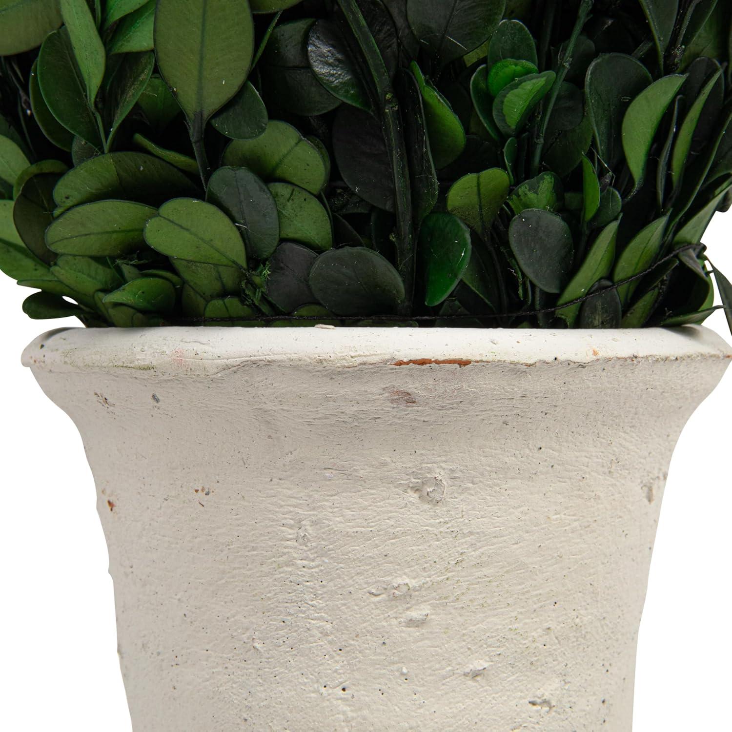 Elegant 17'' Preserved Boxwood Cone Topiary in Distressed Clay Pot