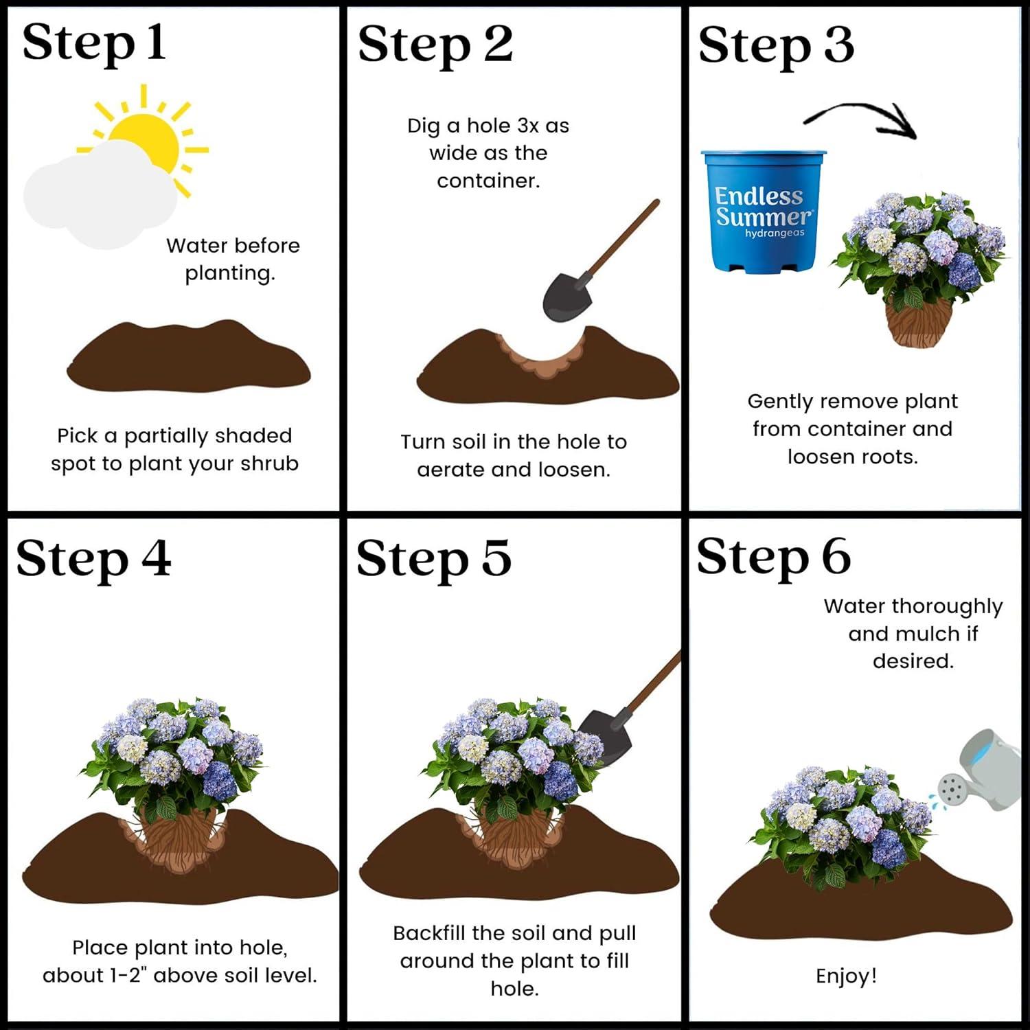 Endless Summer The Original Reblooming Hydrangea Live Shrub in 2-Gallon Grower Pot