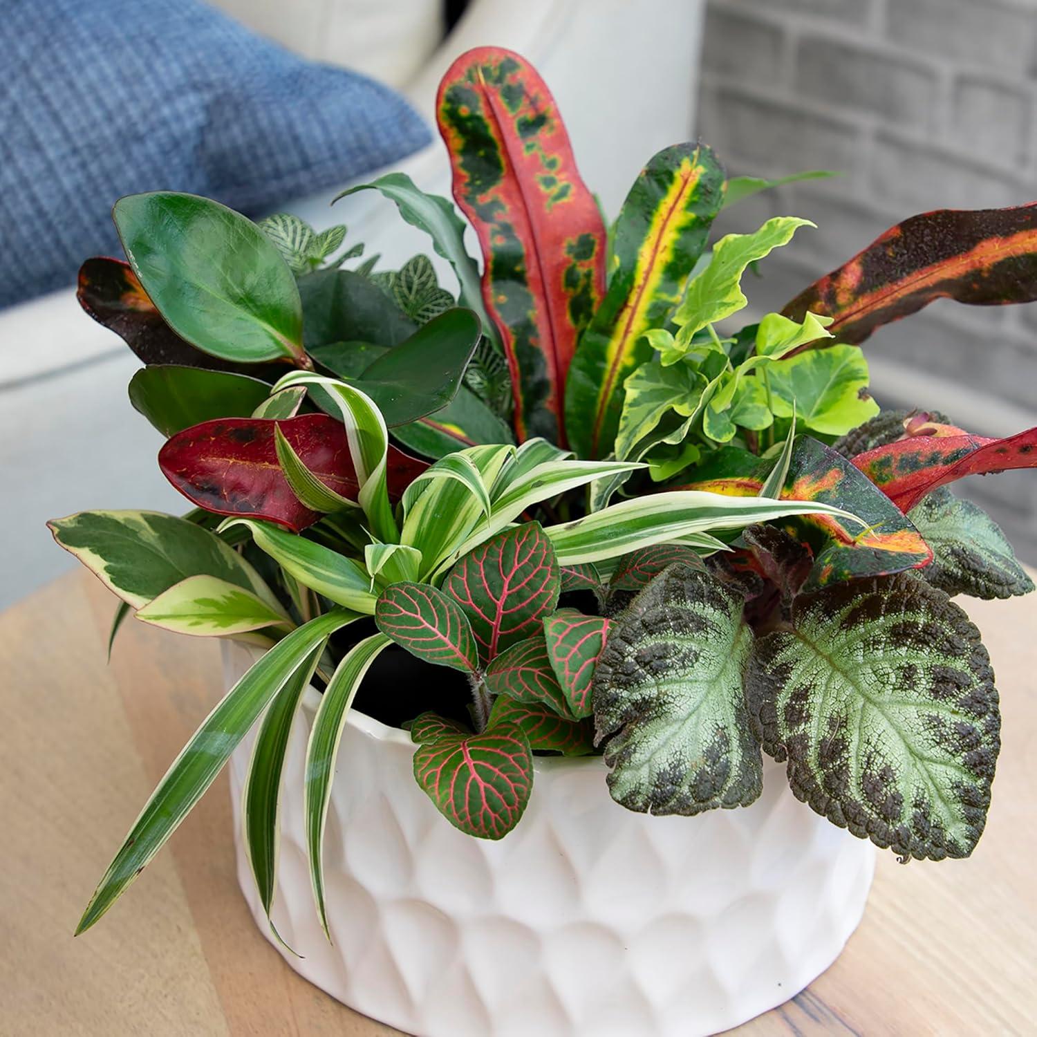 Live Houseplant (6PK) - 6 Air Purifying Plants - Easy Care - 2in Pots - Indirect Sunlight - Altman Plants