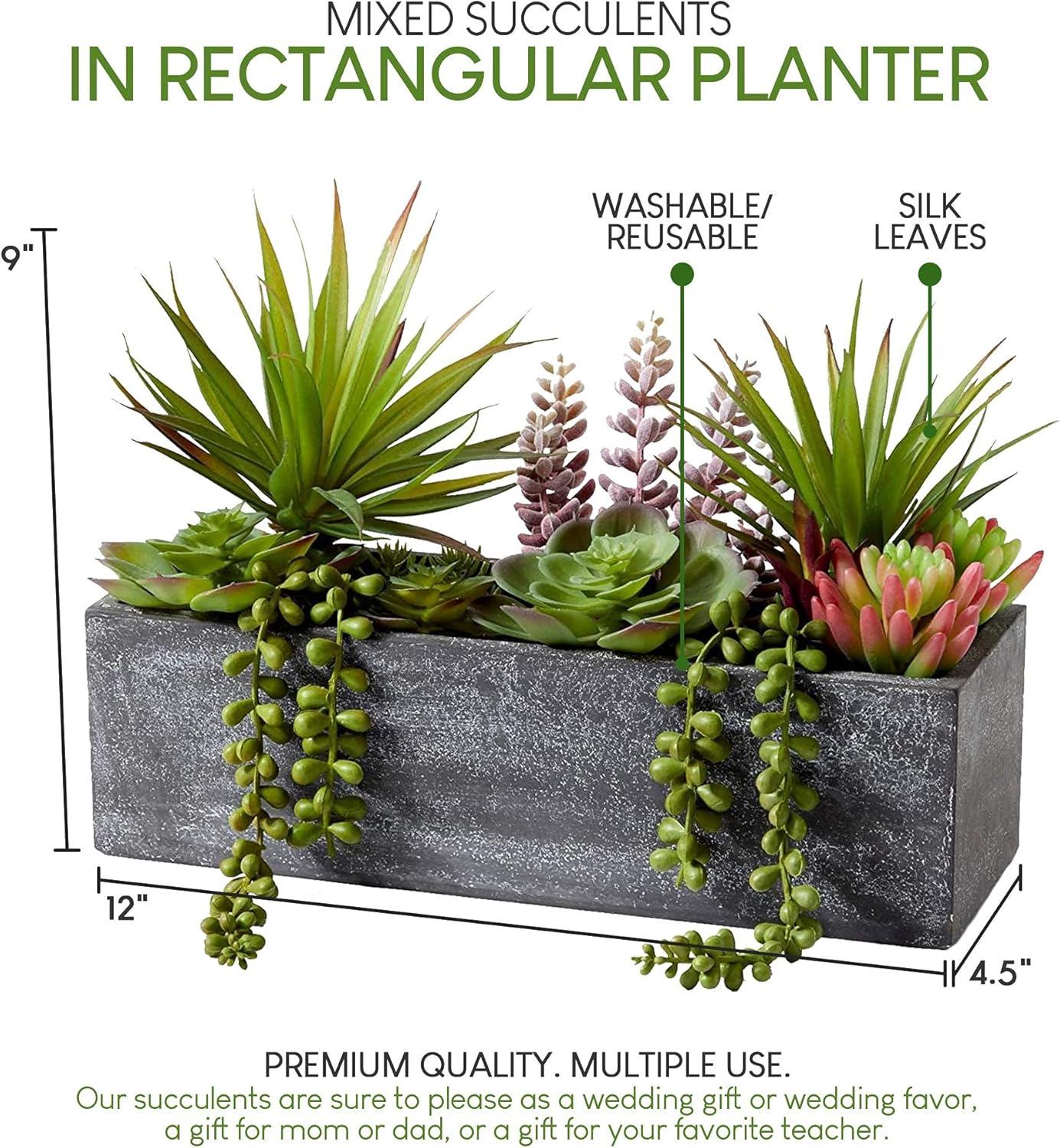 Serene Spaces Living Mixed Succulents in Rectangular Planter, Perfect for Weddings and Home Décor, Real Looking Succulent for Decoration, Sold Individually, Measures 12in Long x 4.5in Wide x 9in Tall