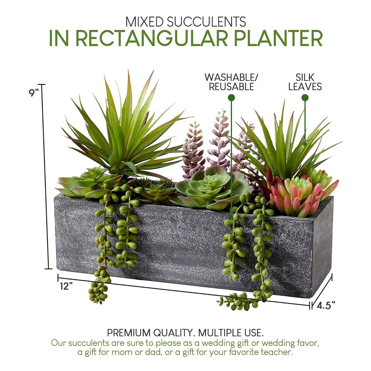 Serene Spaces Living Mixed Succulents in Rectangular Planter, Perfect for Weddings and Home Décor, Real Looking Succulent for Decoration, Sold Individually, Measures 12in Long x 4.5in Wide x 9in Tall