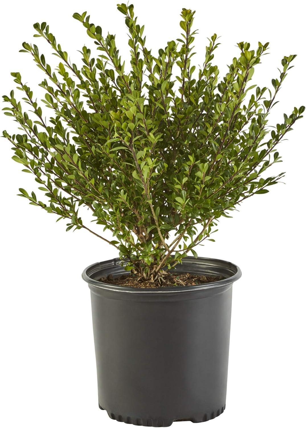 Compacta Holly (Ilex)  Live Shrub (2.25 Gallon)