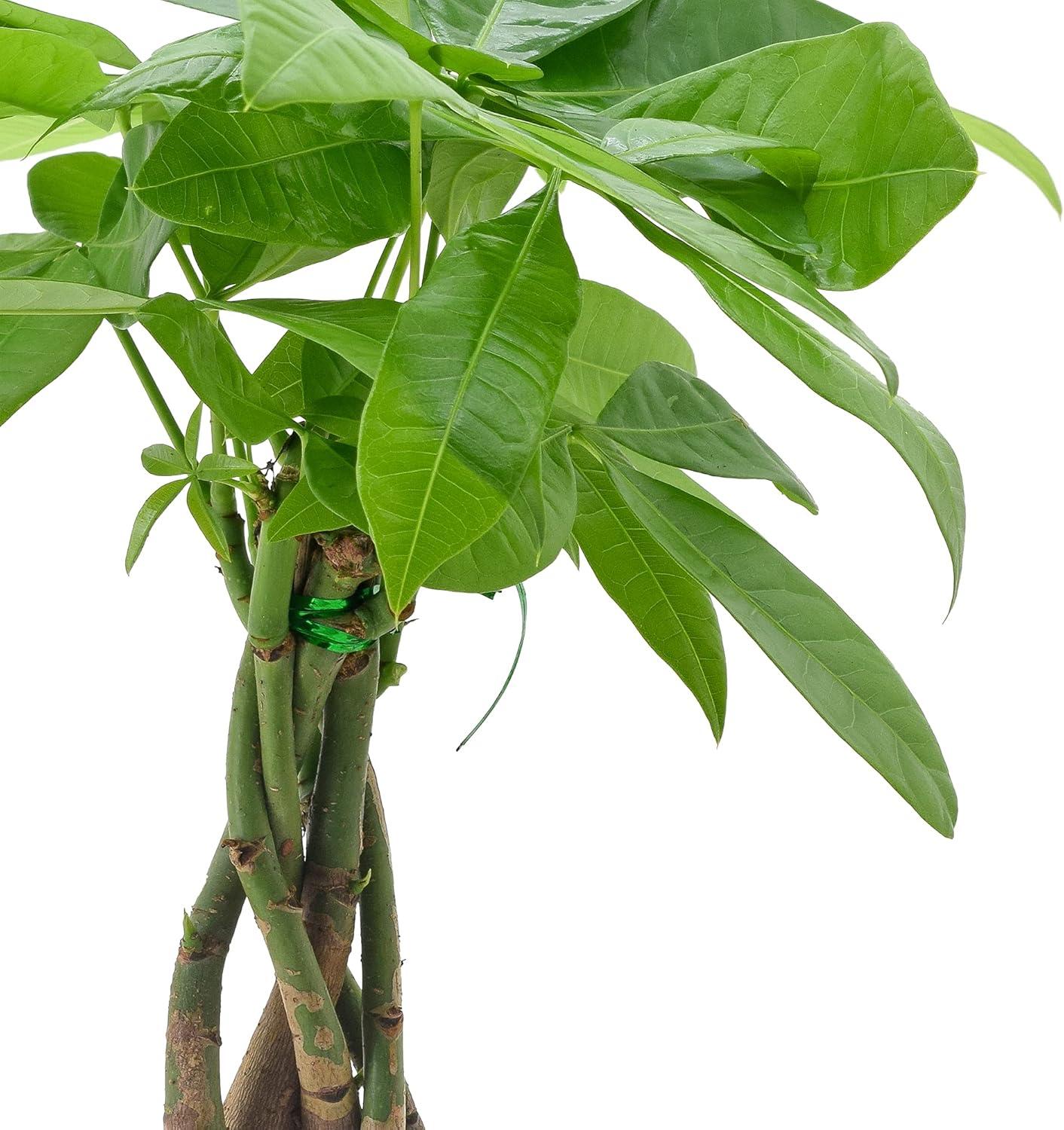 Large Indoor Money Tree in Black Ceramic Planter