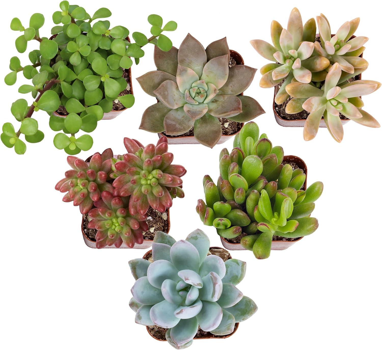 Altman Specialty Plants Live Succulent Plant in Nursery Pot