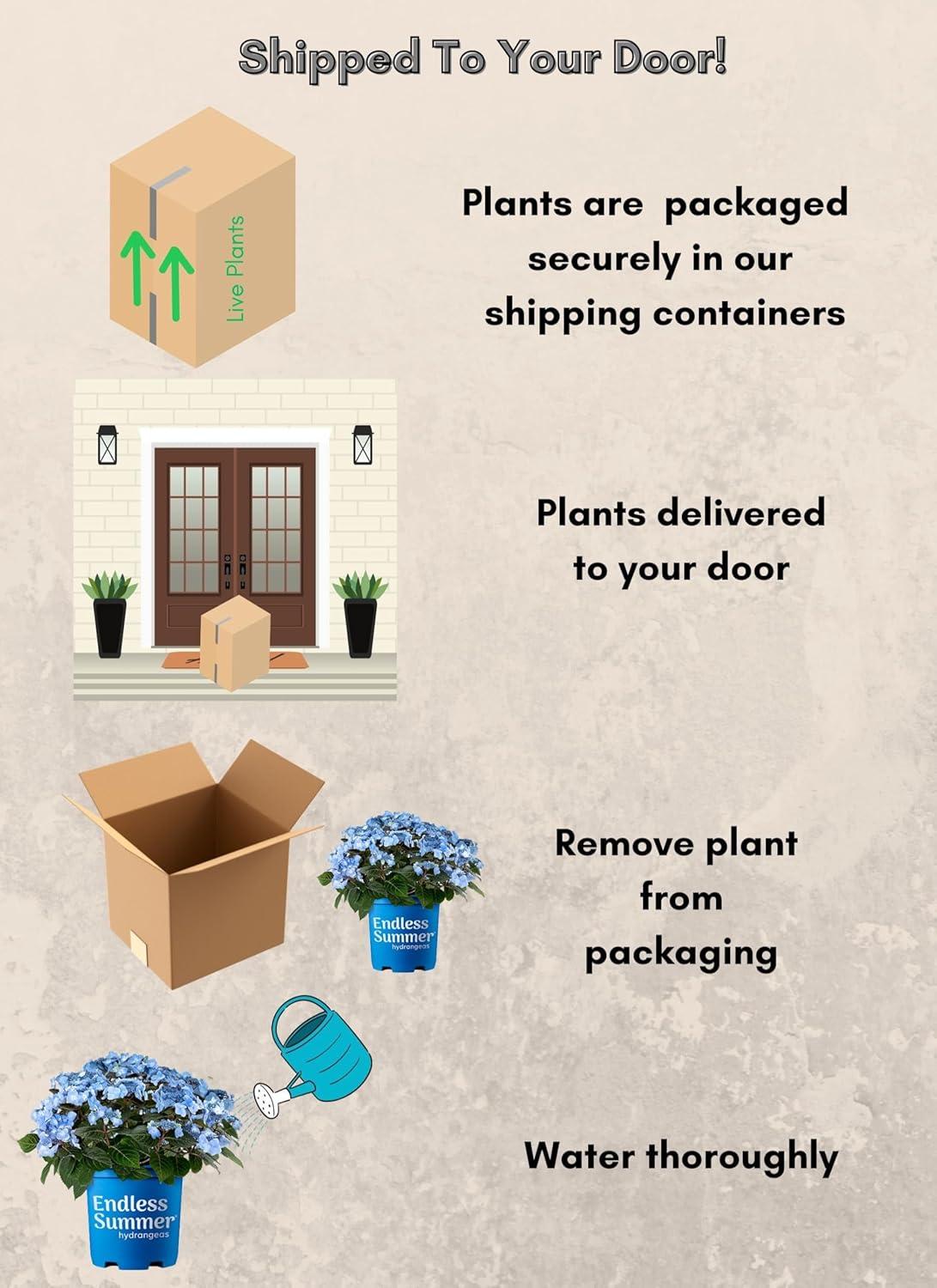 Endless Summer Pop Star Reblooming Hydrangea Live Shrub in 2-Gallon Grower Pot