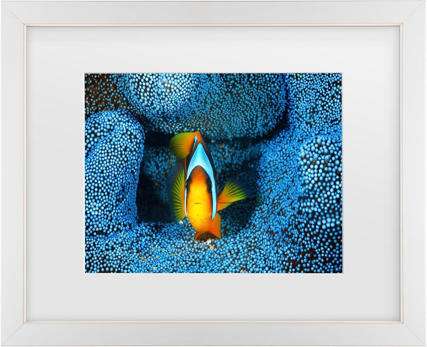 Clownfish in Blue Matted Framed Canvas Wall Art