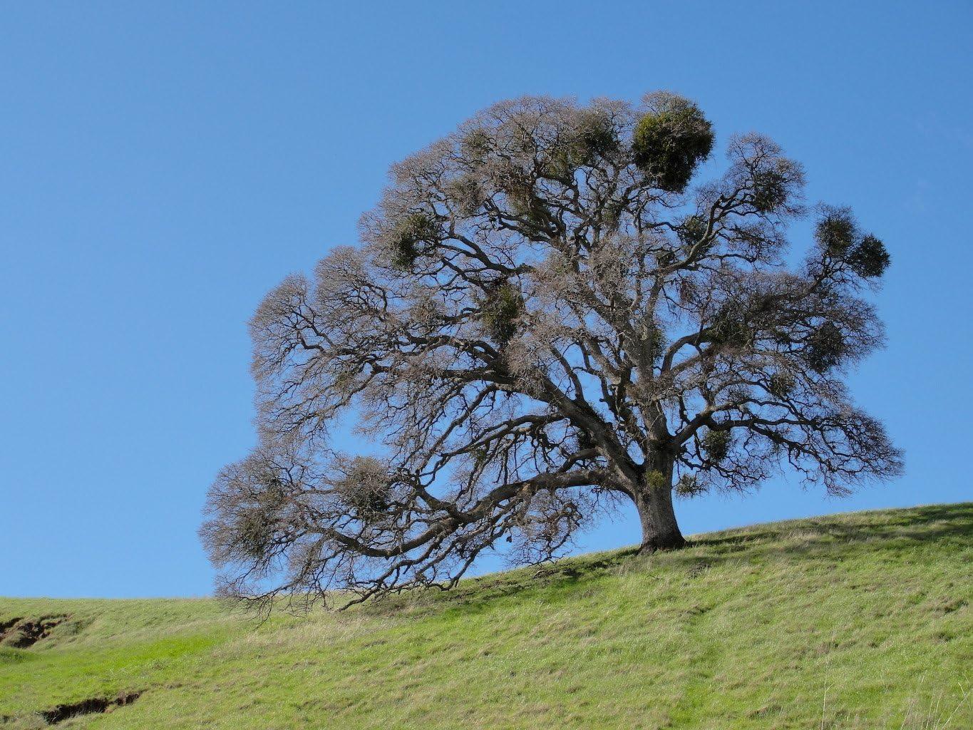 The Jonsteen Company Valley Oak Live Tree