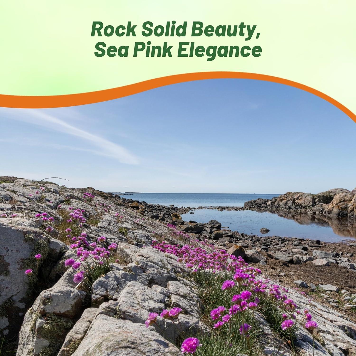 Outsidepride Perennial Armeria Maritima Ground Cover Plant Seed for Full Sun - 2000 Seeds