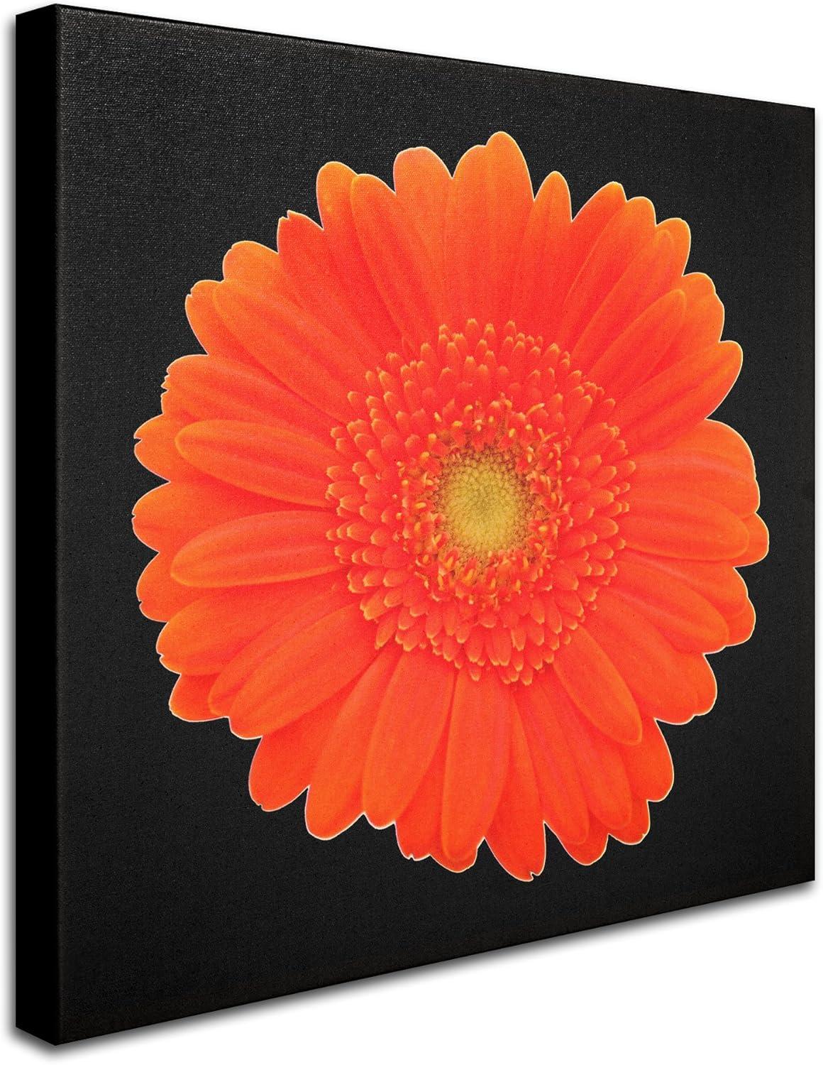 "Orange Gerber Daisy" Framed Graphic Art on Wrapped Canvas