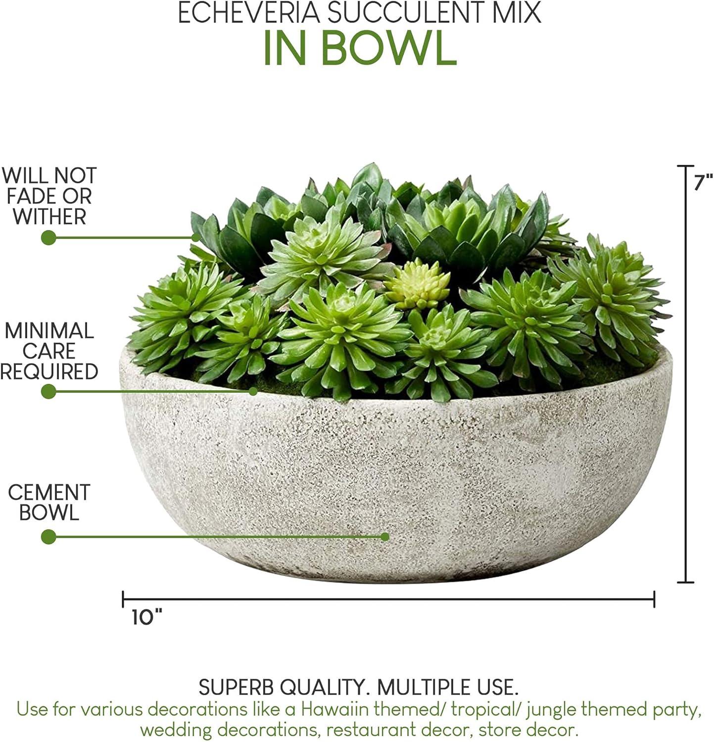 Serene Spaces Living 7" Echeveria Succulent Mix in Bowl - for Weddings and Home Décor, Real Looking Succulent for Decoration, Single