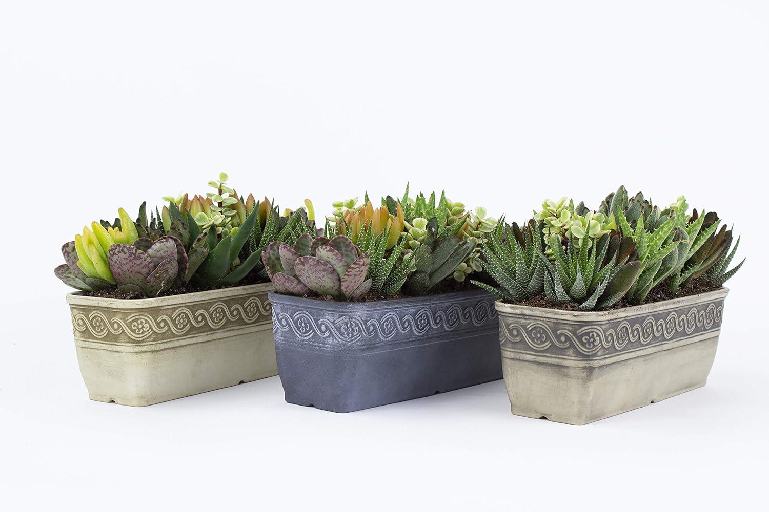 Classic Home and Garden Corinthian Rectangular Planter Box w/Drain Plug - Small Succulent Pots - Shallow Trough Planter for Indoor/Outdoor (10” Storm Gray, Pack of 3)