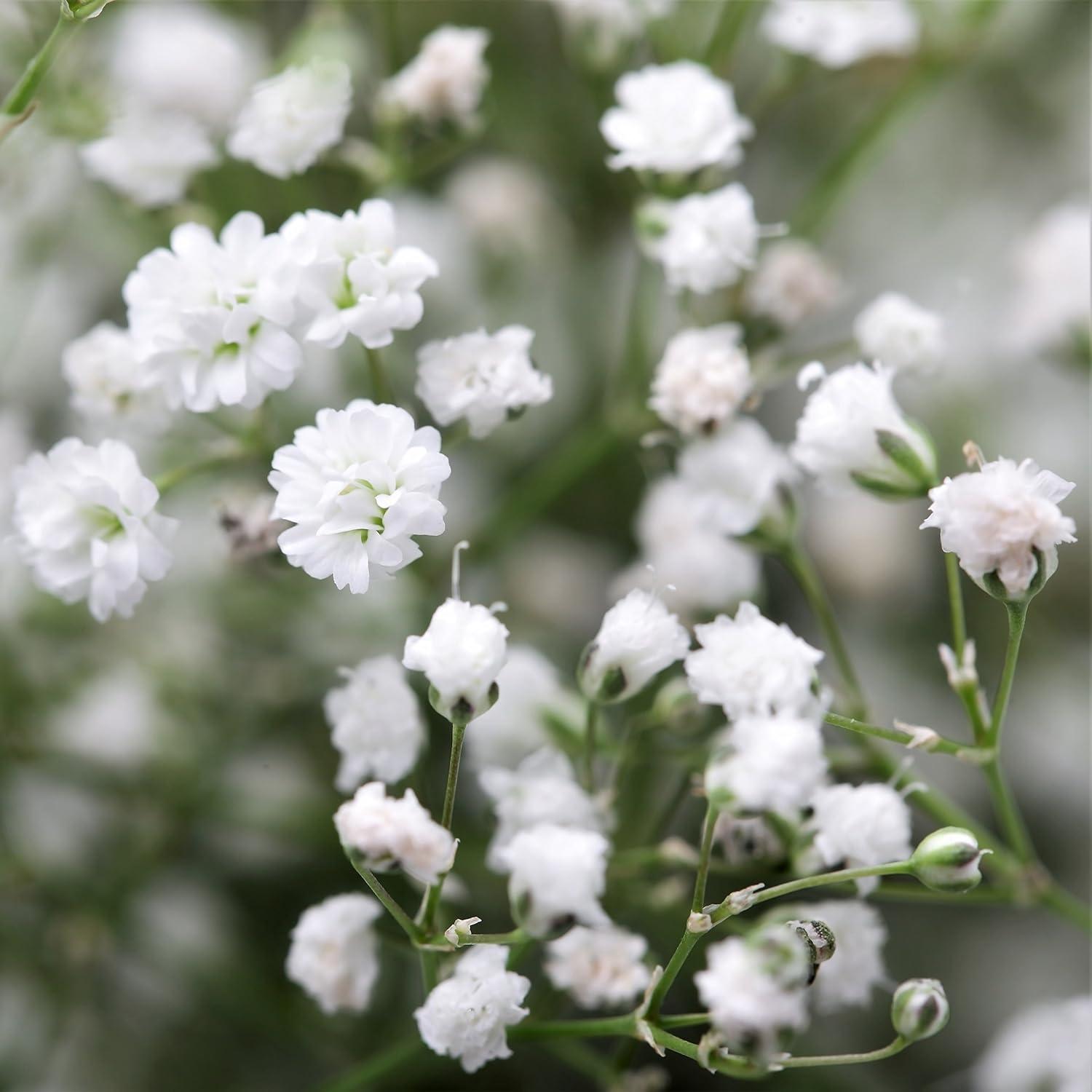Gypsophila Baby's Breath White Flowering Bulbs for Summer Gardens