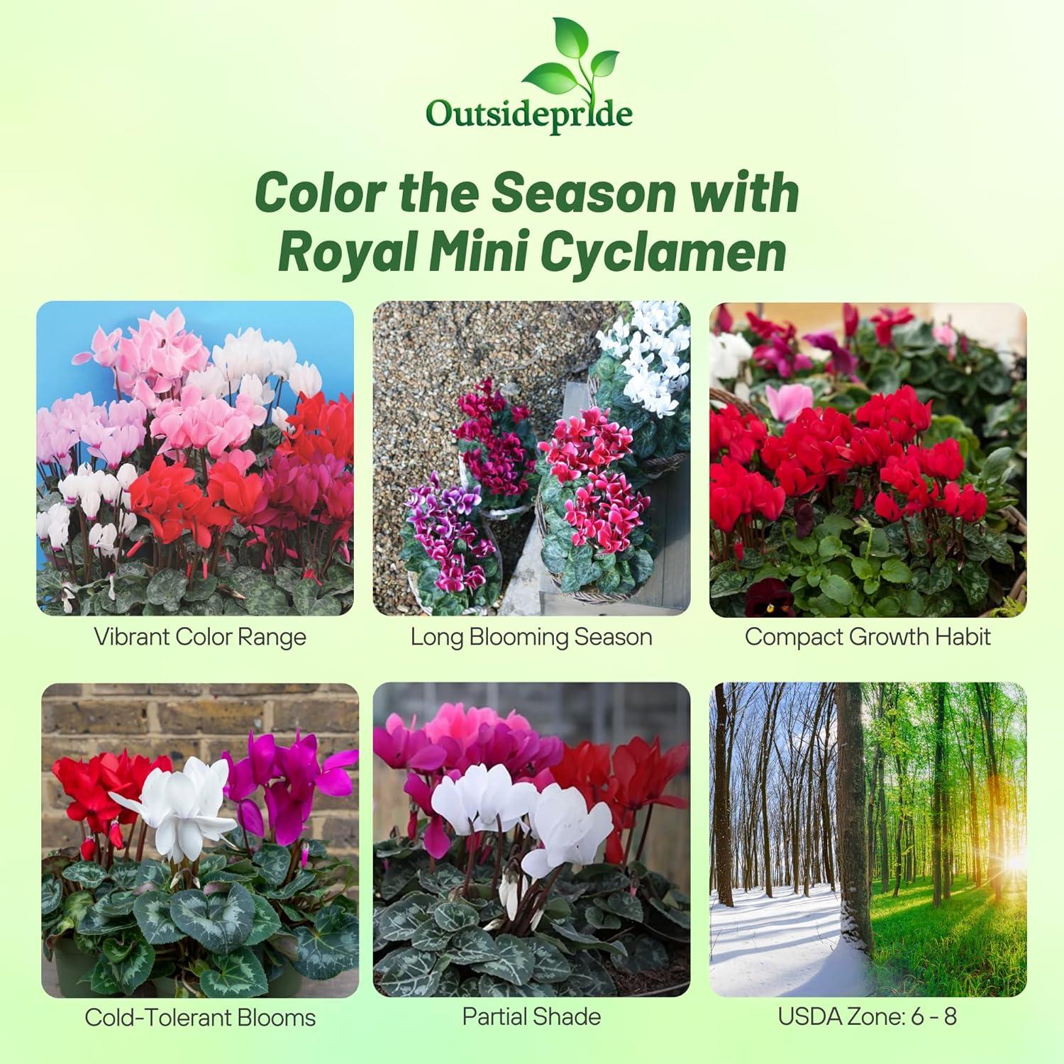 Outsidepride Annual Cyclamen Persicum for Partial Shade - 100 Seeds