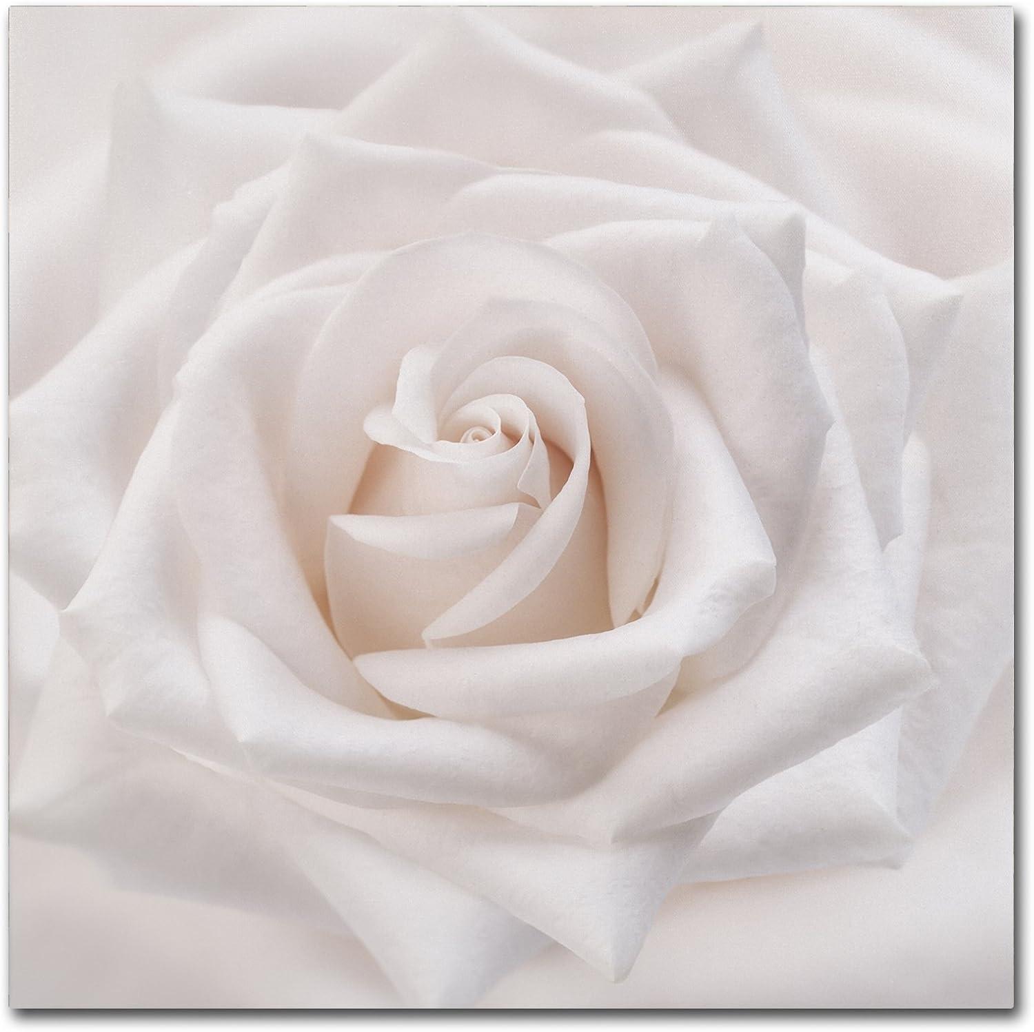 Trademark Fine Art -Cora Niele 'Soft White Rose' Canvas Art