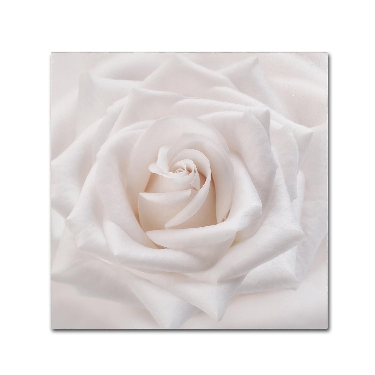 Trademark Fine Art -Cora Niele 'Soft White Rose' Canvas Art
