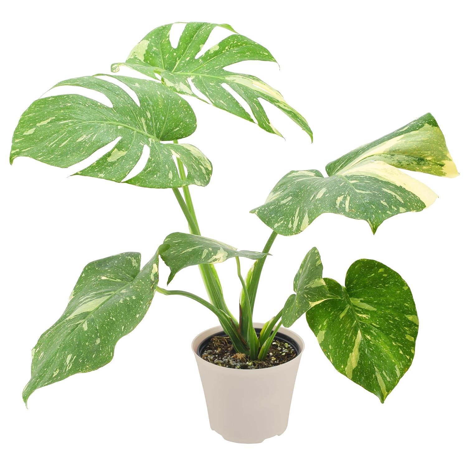 Arcadia Garden Products Thai Monstera Live Monstera Thai Constellation Plant in Pot Liner