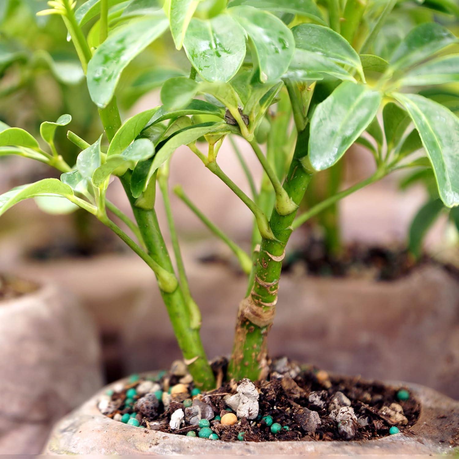 Brussel's Hawaiian Umbrella Bonsai Tree In Rock Pot