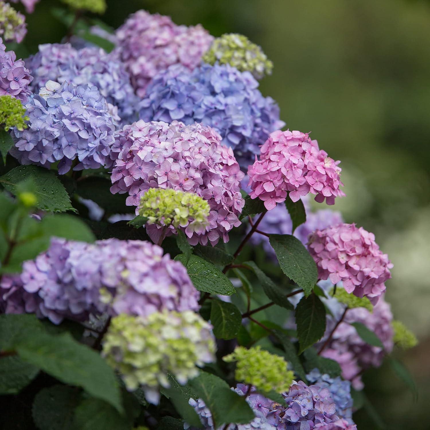 Endless Summer Bloomstruck Hydrangea Live Shrub (2 Gallon)