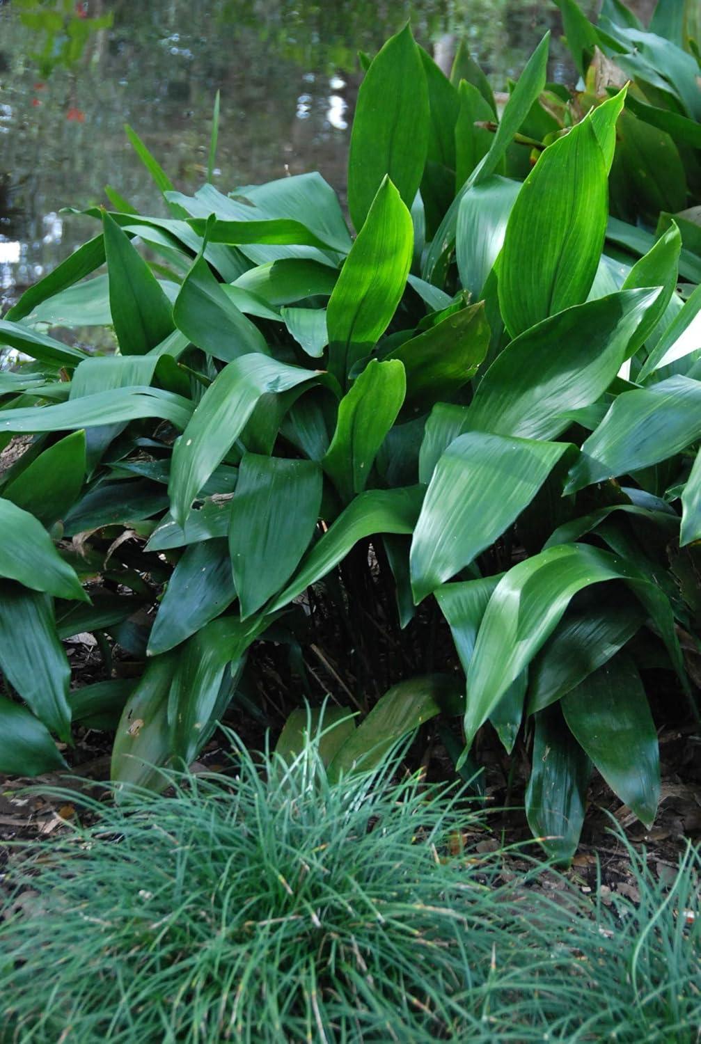 Aspidistra Elatior Cast Iron Plant in 6-Inch Pot