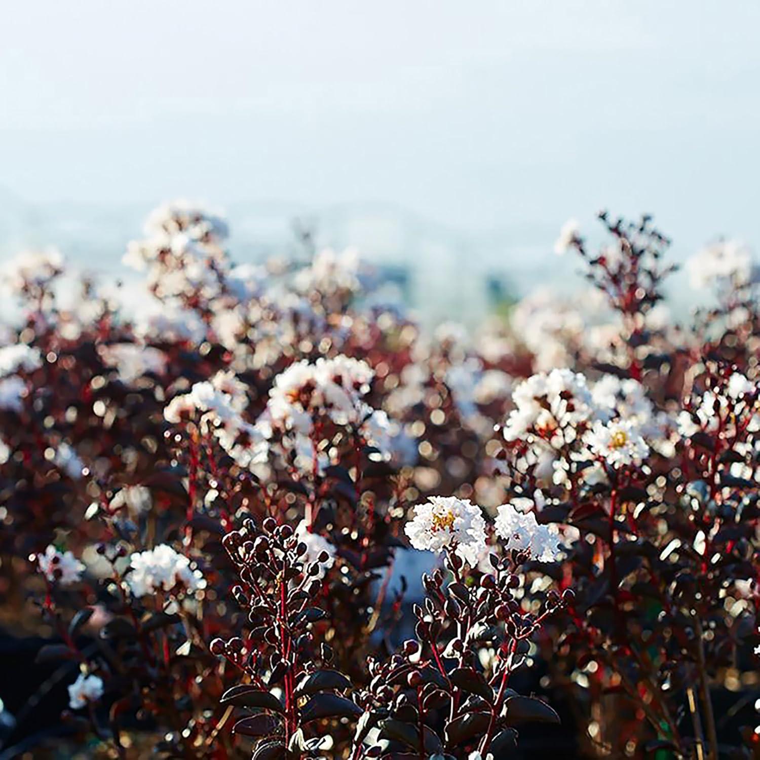 Pure White Black Diamond Crape Myrtle in 3-Gallon Container