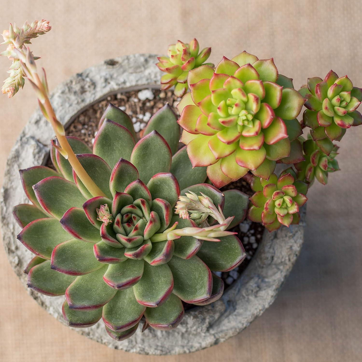 Altman Plants Live Succulent Plants 3-Pack, Echeveria Succulents Plants - Full Sun - 3.5-Inch Pots